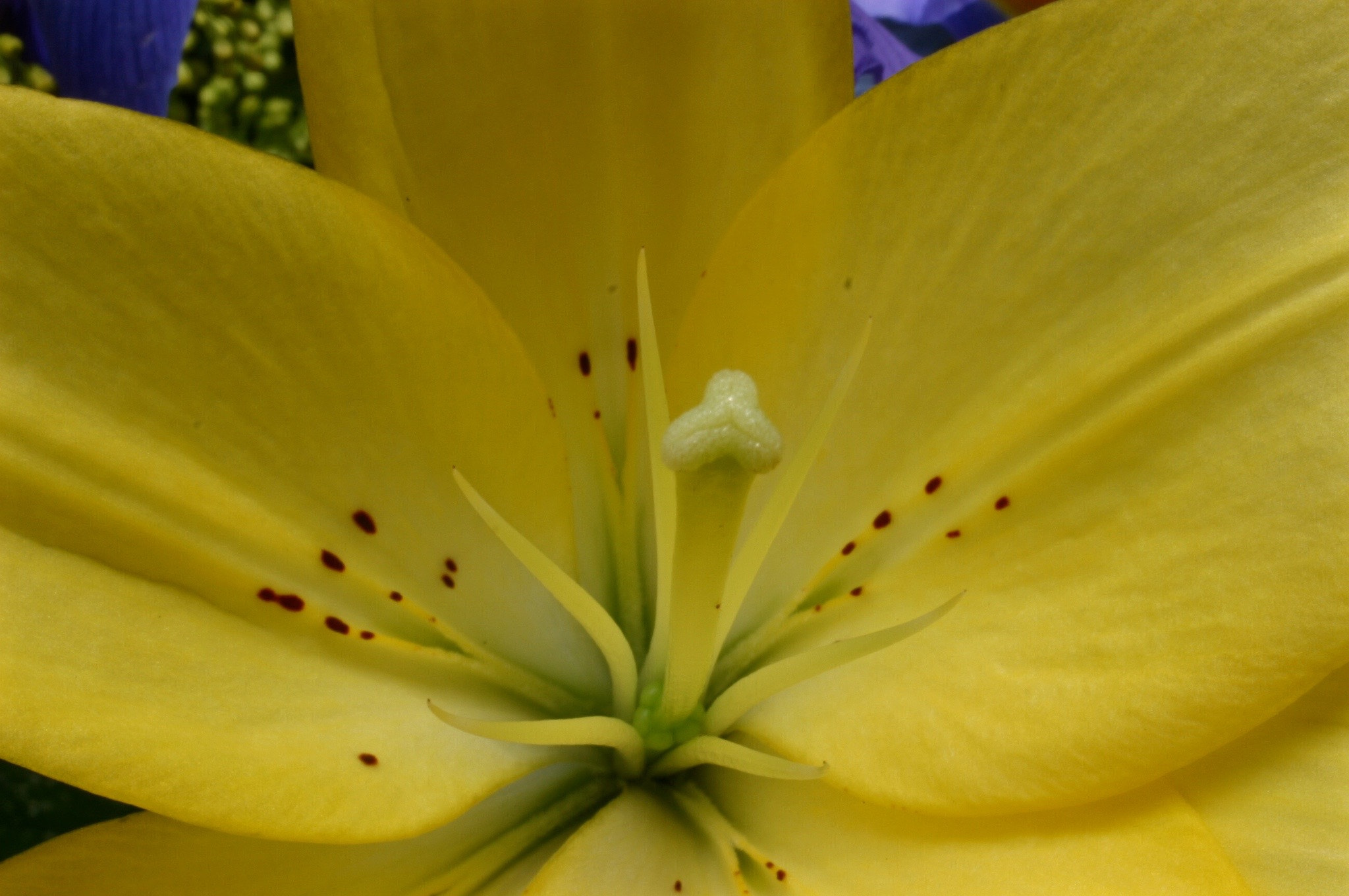 Canon EOS D60 sample photo. Yellow flower macro photography