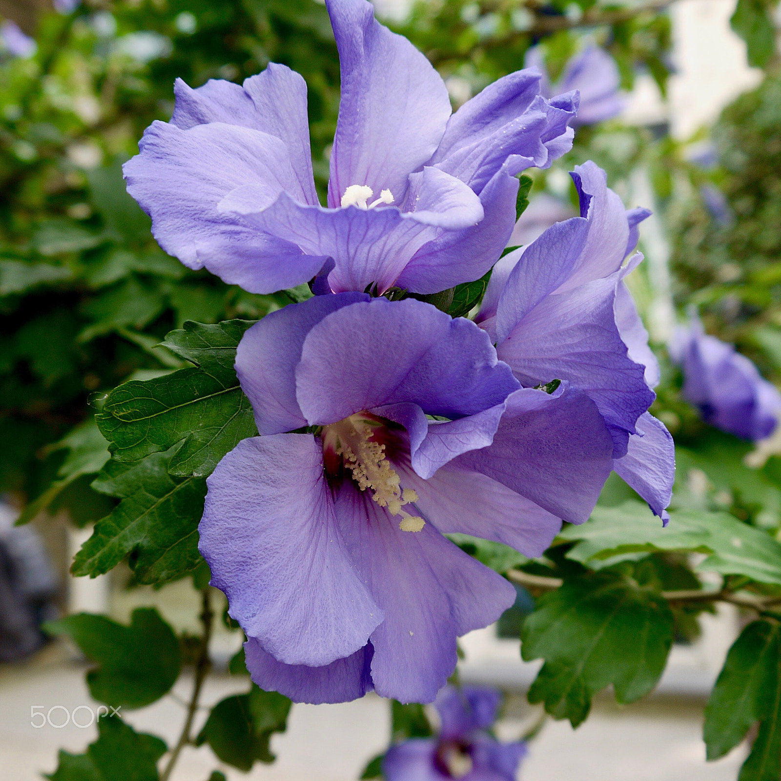 Panasonic Lumix DMC-G2 sample photo. Untitled photography