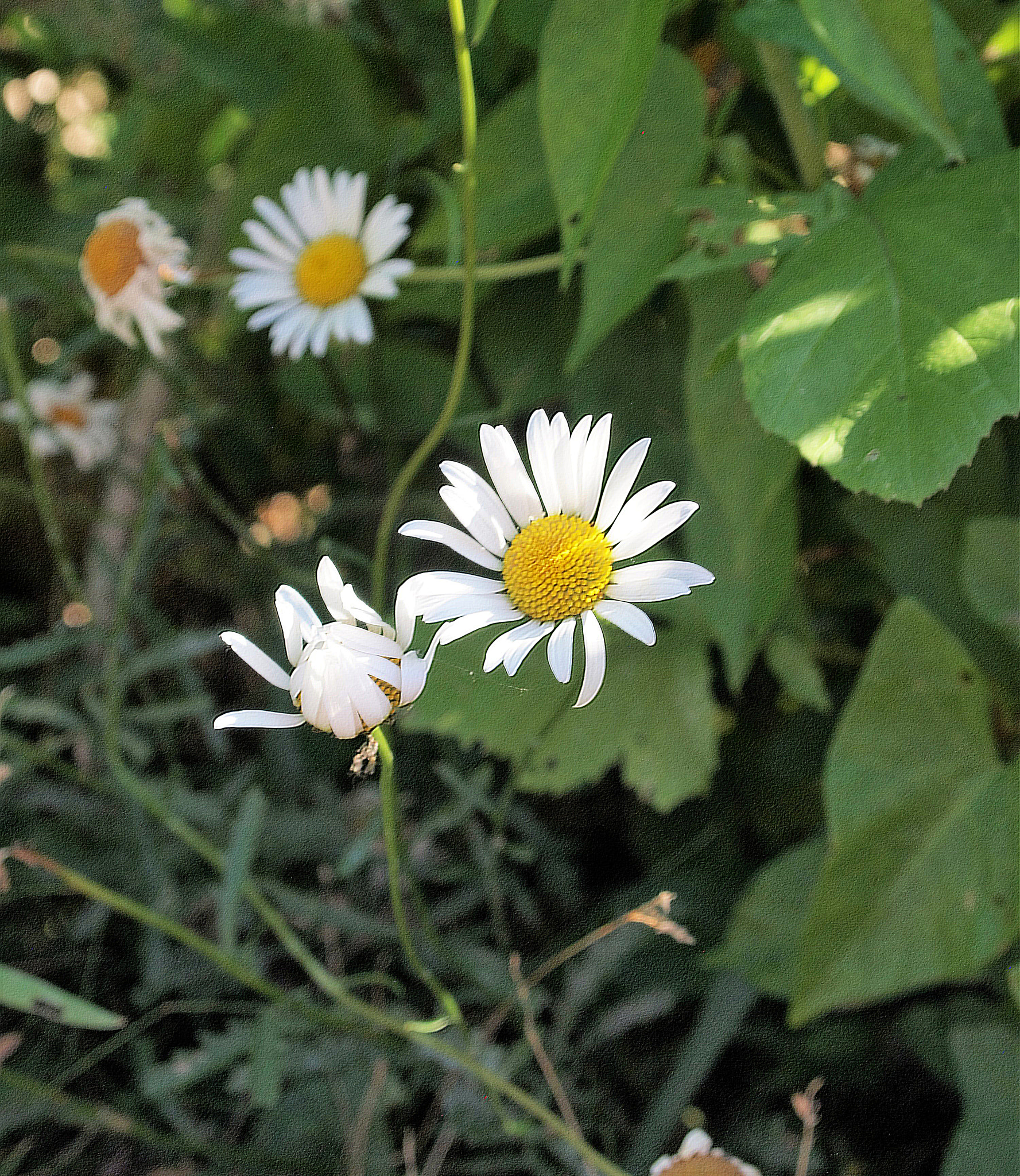Olympus PEN E-P1 sample photo. Daisy photography