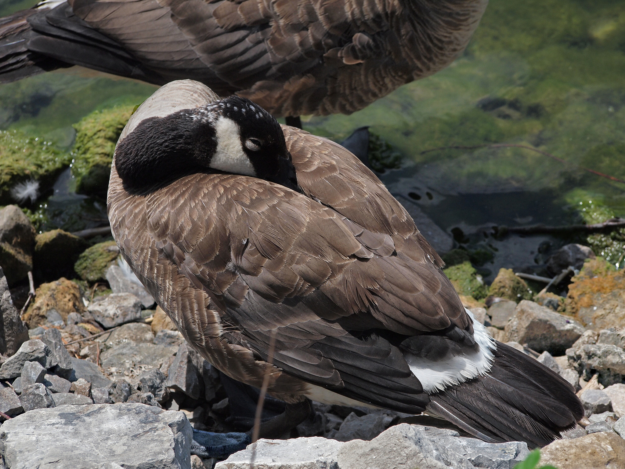 Olympus PEN E-P1 sample photo. Sleeping goose photography