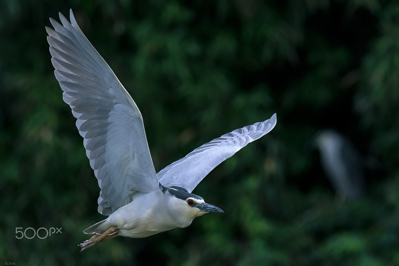 Nikon AF-S Nikkor 400mm F2.8G ED VR II sample photo. Goisagi photography