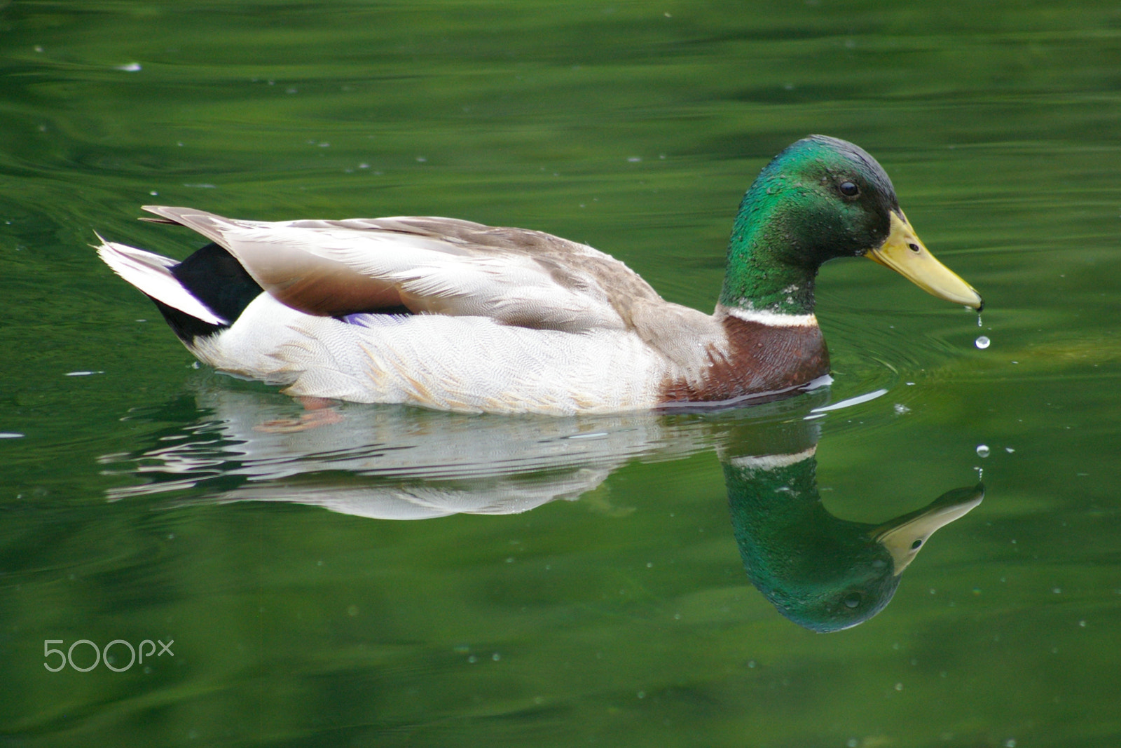 Pentax K100D sample photo. Mallard photography