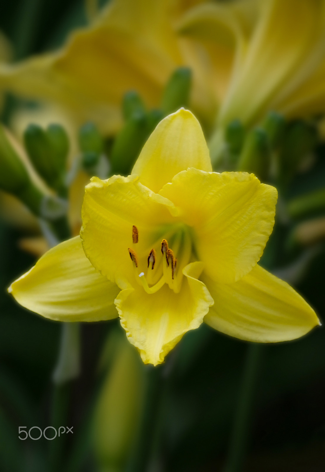 smc Pentax-DA L 50-200mm F4-5.6 ED WR sample photo. Consider the lilies photography