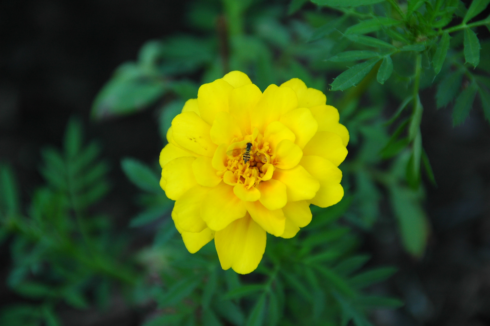 Nikon D70 sample photo. Nature photography
