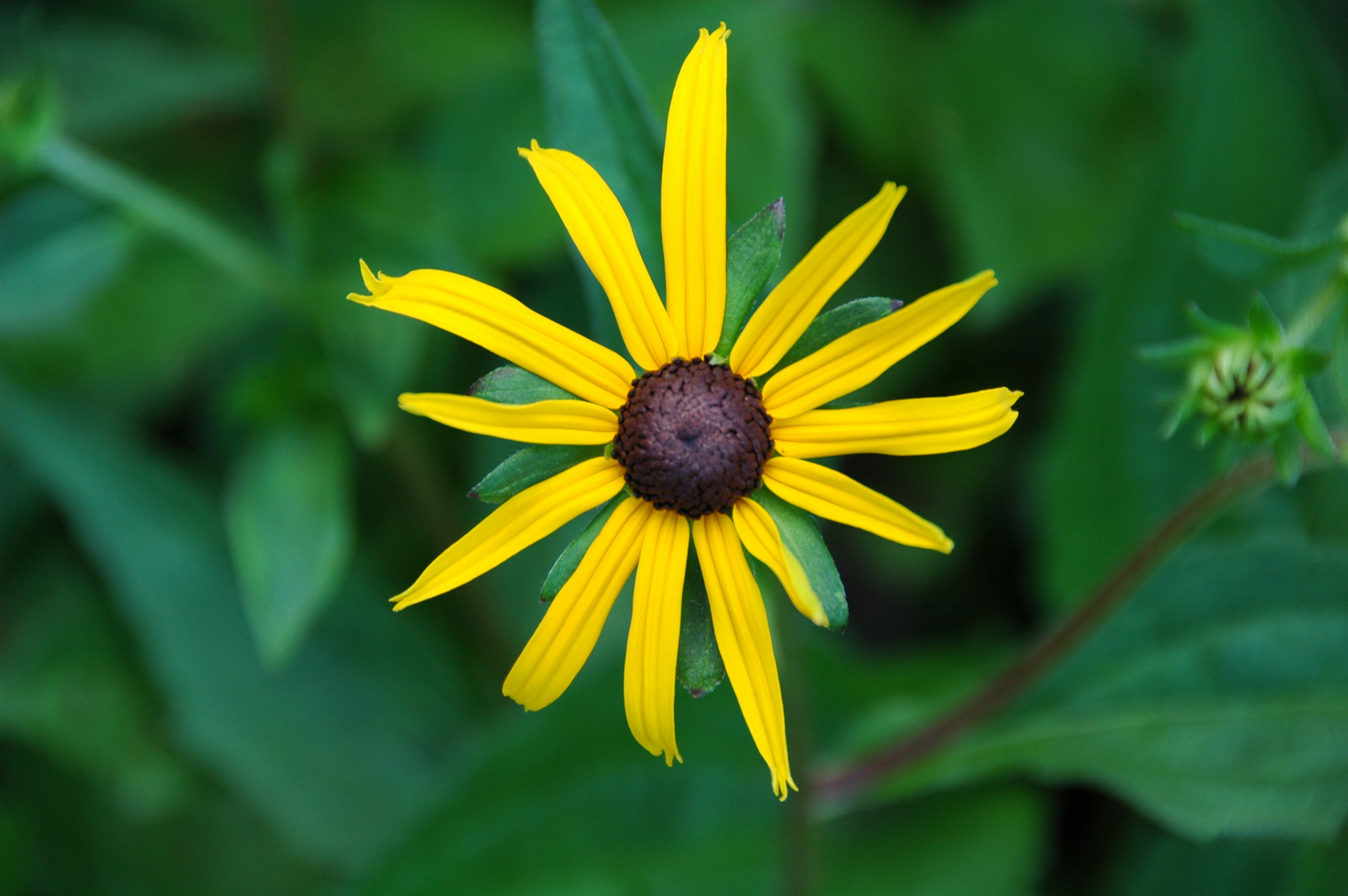 Nikon D70 sample photo. Nature photography