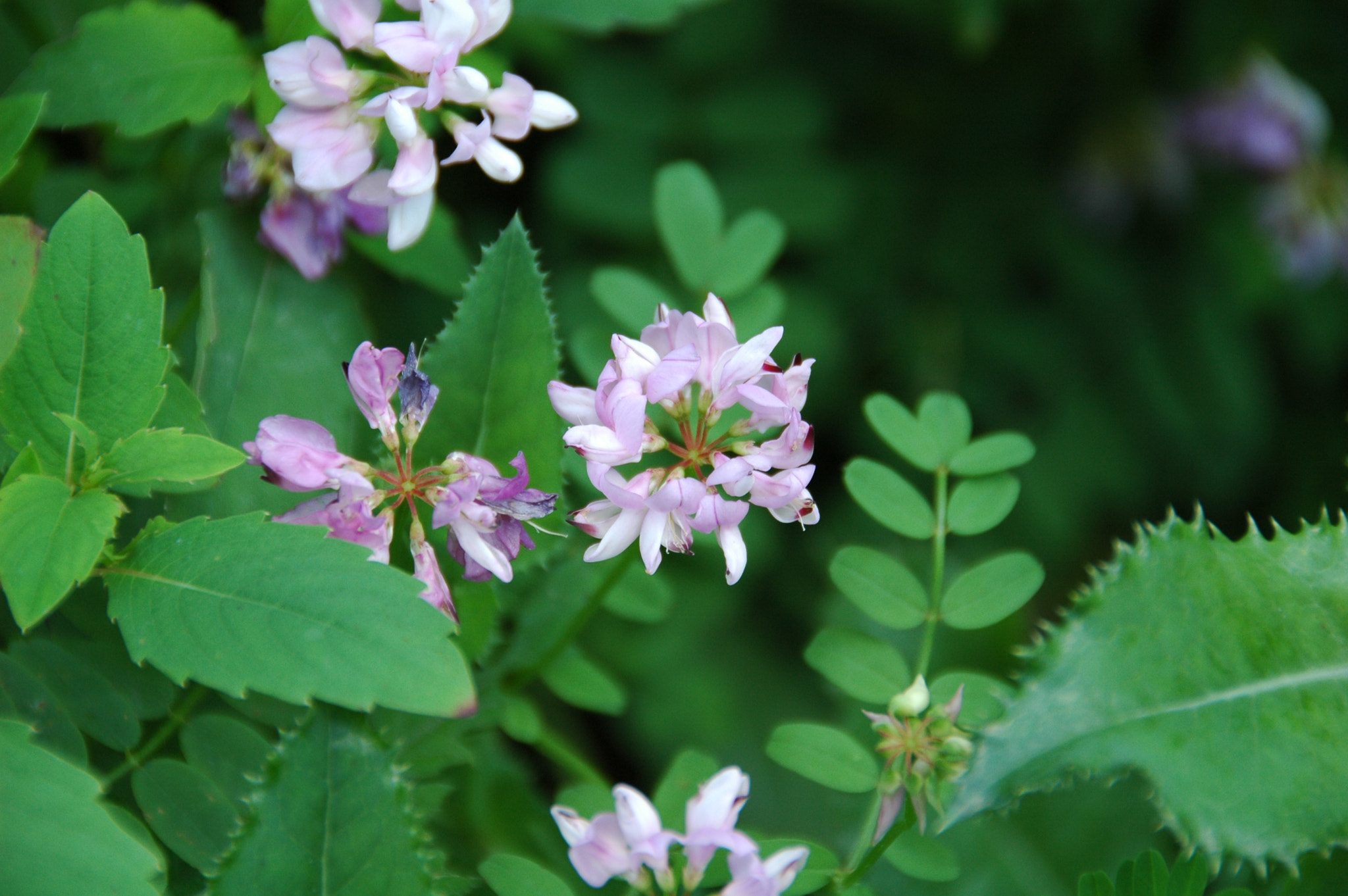 Nikon D70 sample photo. Nature photography