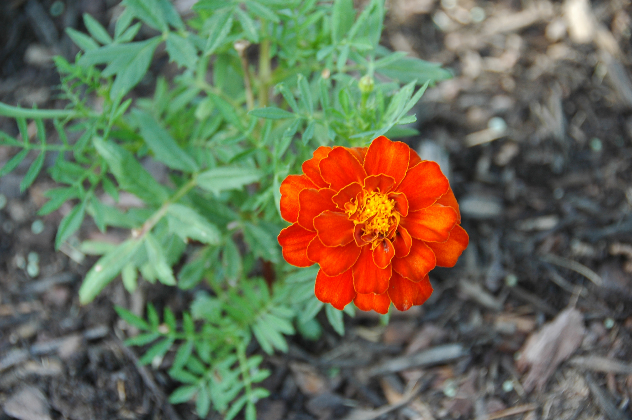 Nikon D70 sample photo. Nature photography