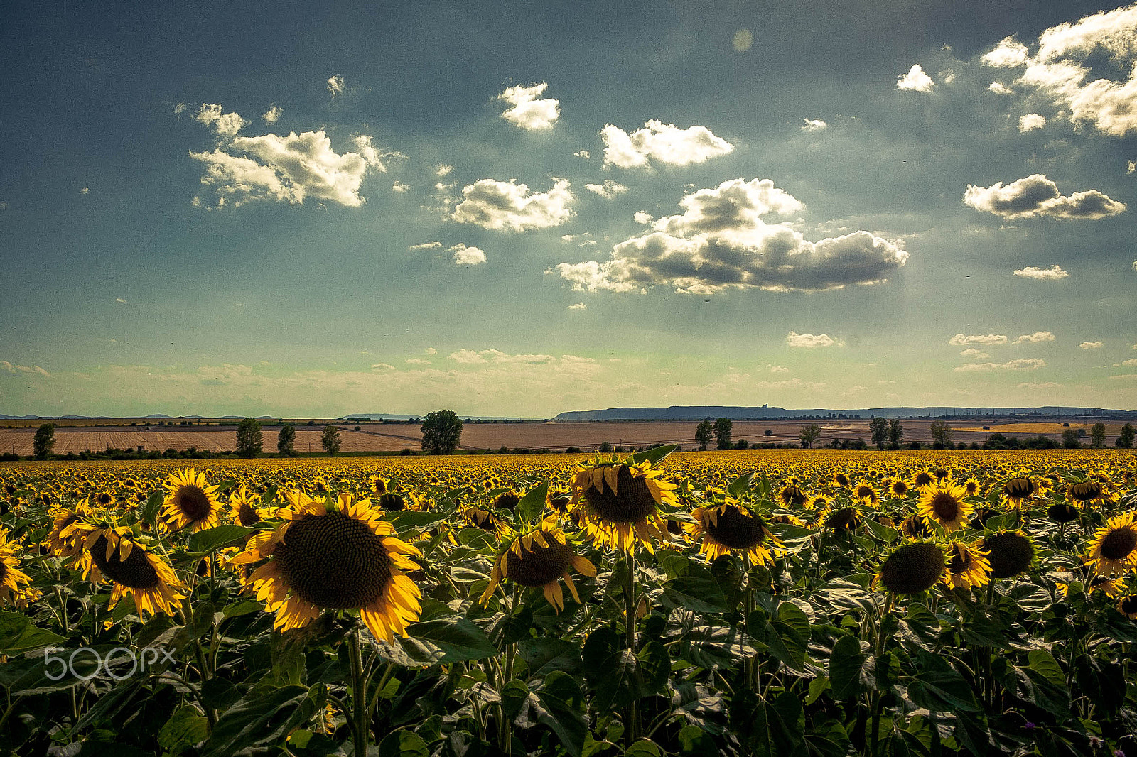 Canon EOS 50D + Canon EF-S 18-55mm F3.5-5.6 III sample photo. Sunflowers photography