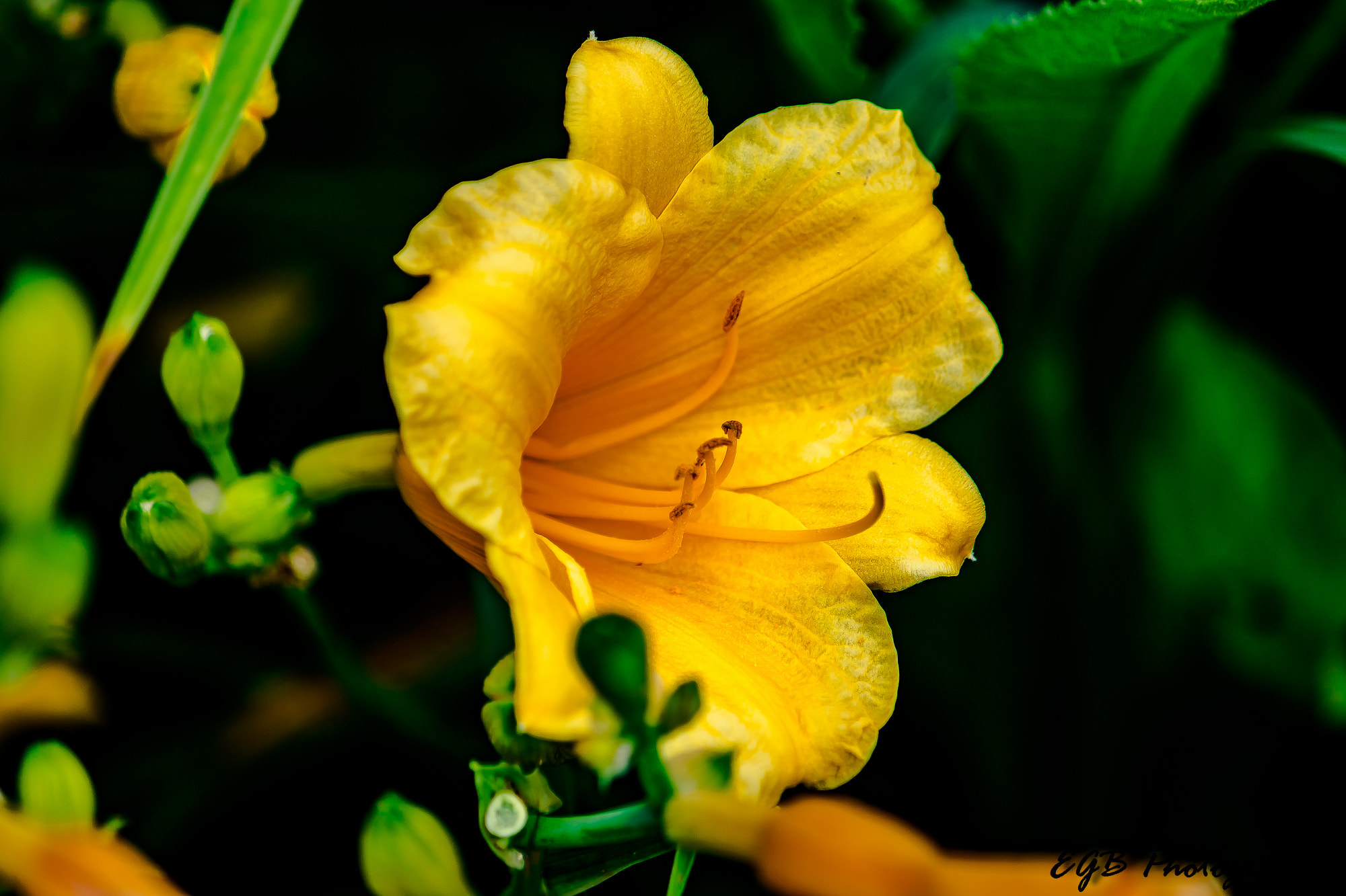 Canon EF-S 55-250mm F4-5.6 IS sample photo. Green with a hint of yellow photography