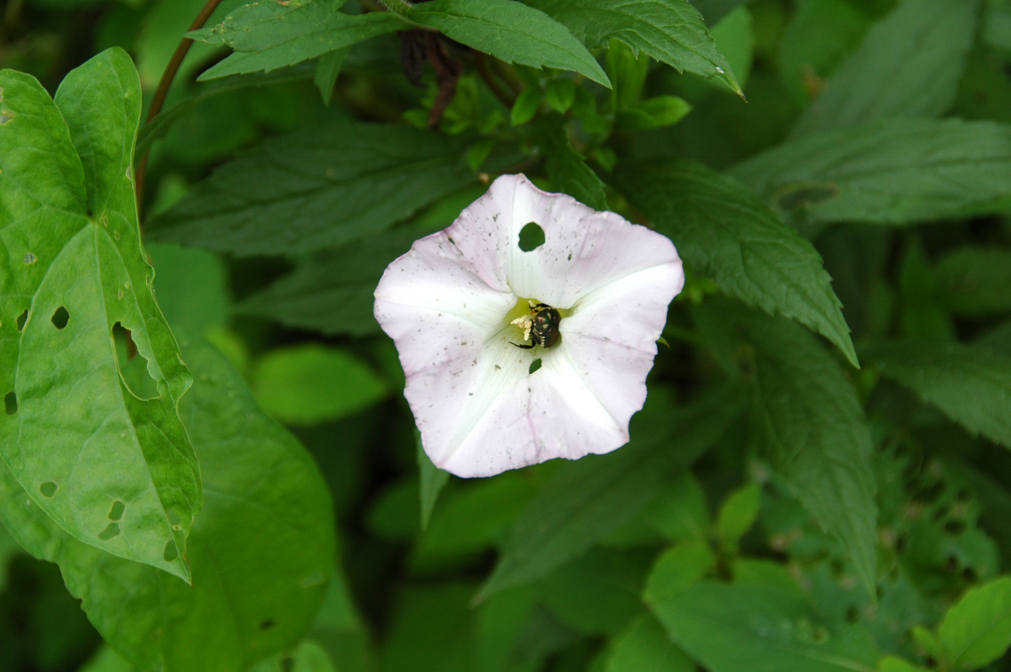 Nikon D70 sample photo. Nature photography