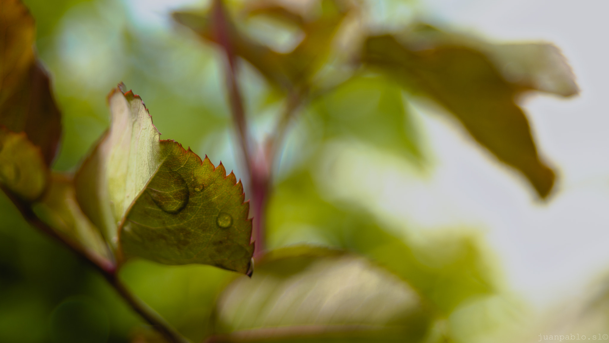 AF Zoom-Nikkor 35-70mm f/3.3-4.5 sample photo. The rest will flow photography