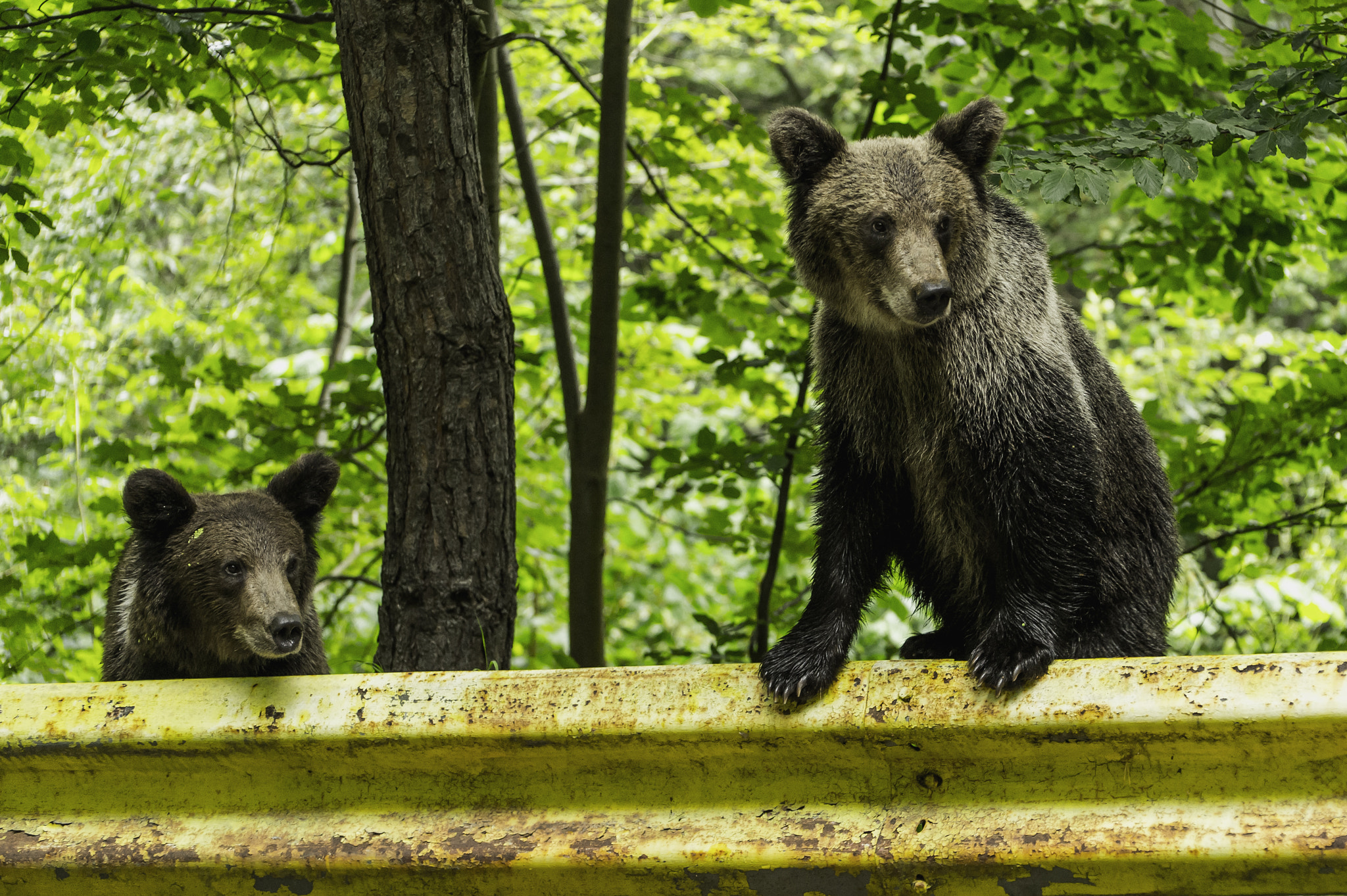 Nikon Df sample photo. Curious bears photography