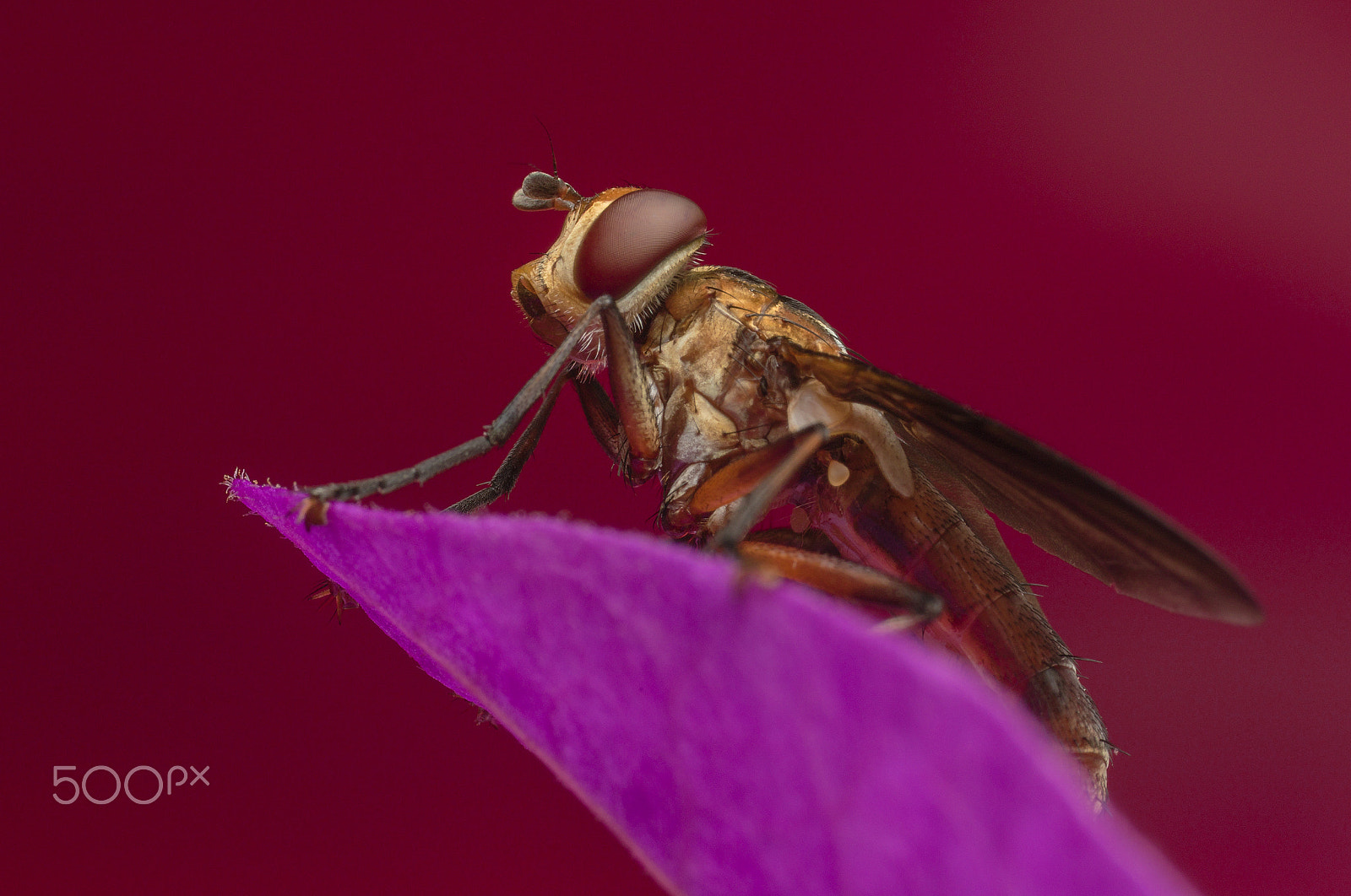 Canon MP-E 65mm F2.5 1-5x Macro Photo sample photo. Mosca asilidae photography