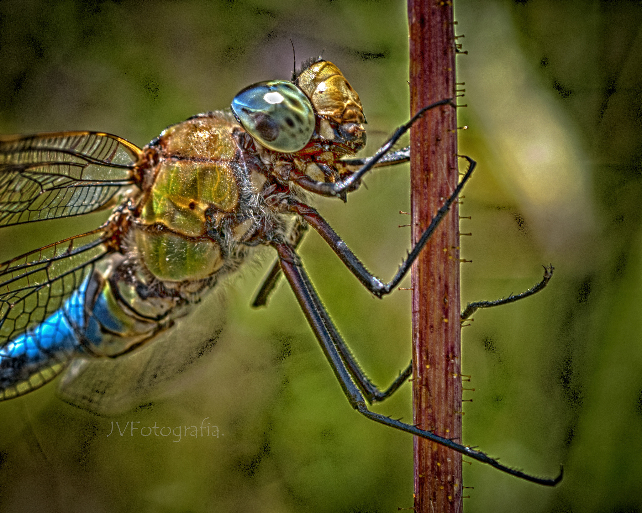 Nikon D3000 + AF Micro-Nikkor 60mm f/2.8 sample photo. Libelula.. photography