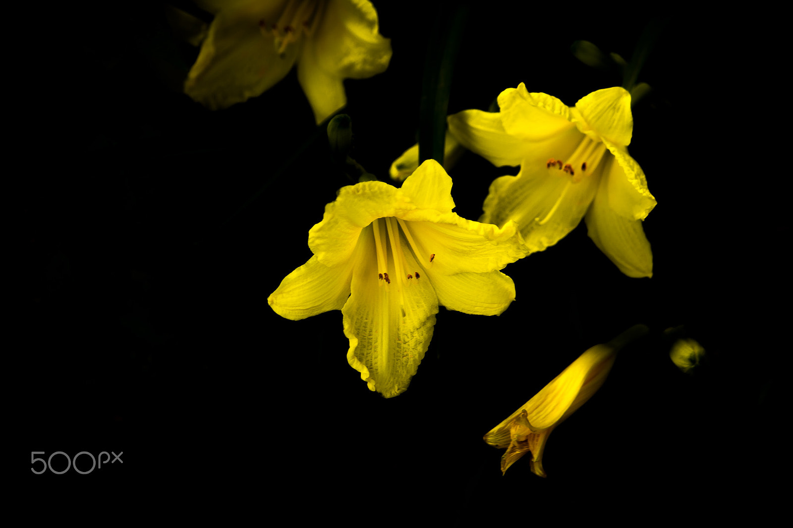 Canon EF-S 55-250mm F4-5.6 IS sample photo. Yellow photography
