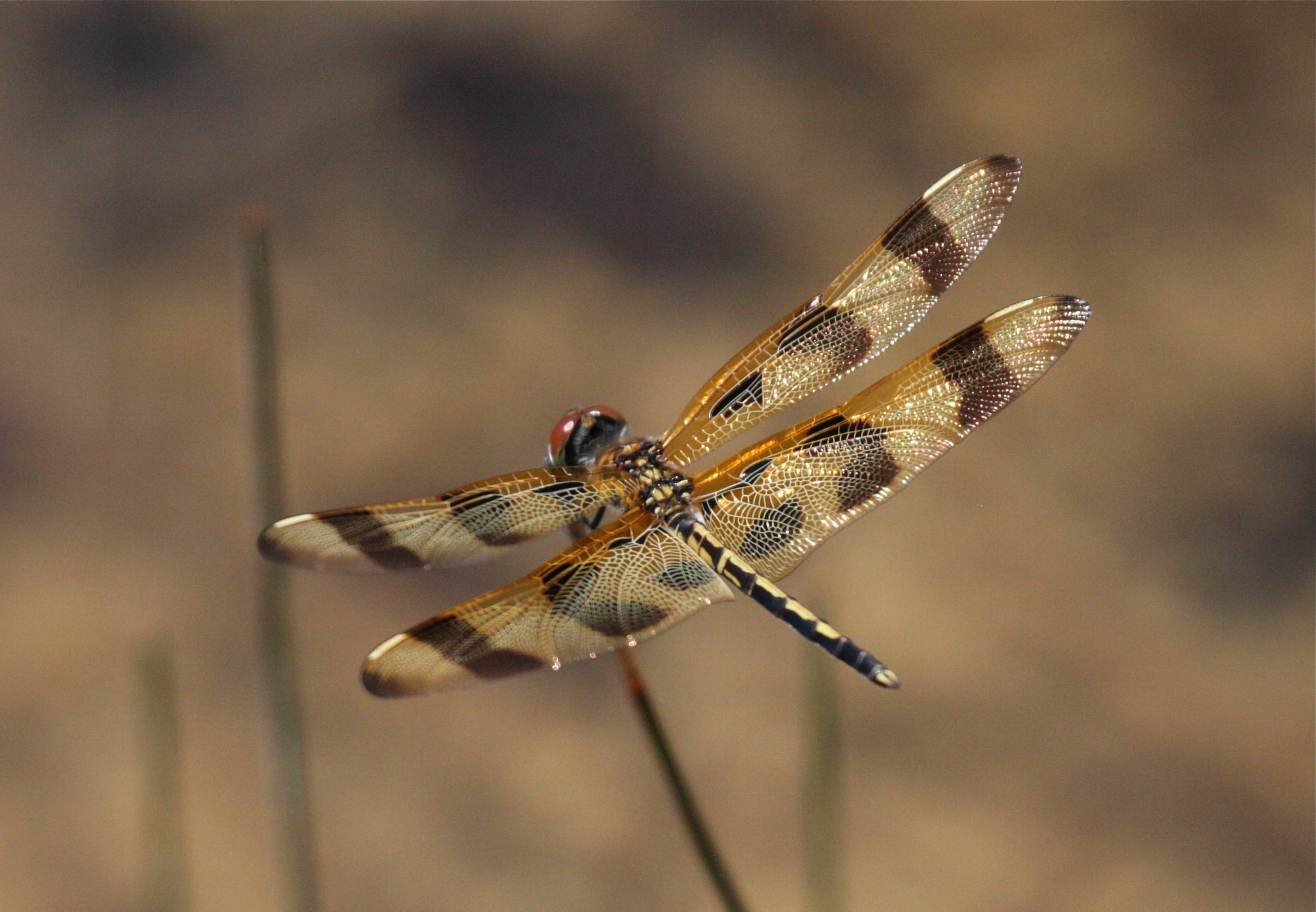 Canon EOS 40D + Canon EF 100-400mm F4.5-5.6L IS USM sample photo. Dragonfly - everglades np photography