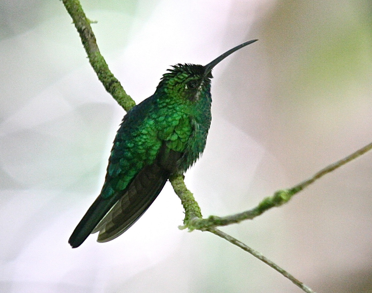 Canon EOS 40D + Canon EF 100-400mm F4.5-5.6L IS USM sample photo. Cuban emerald hummingbird photography