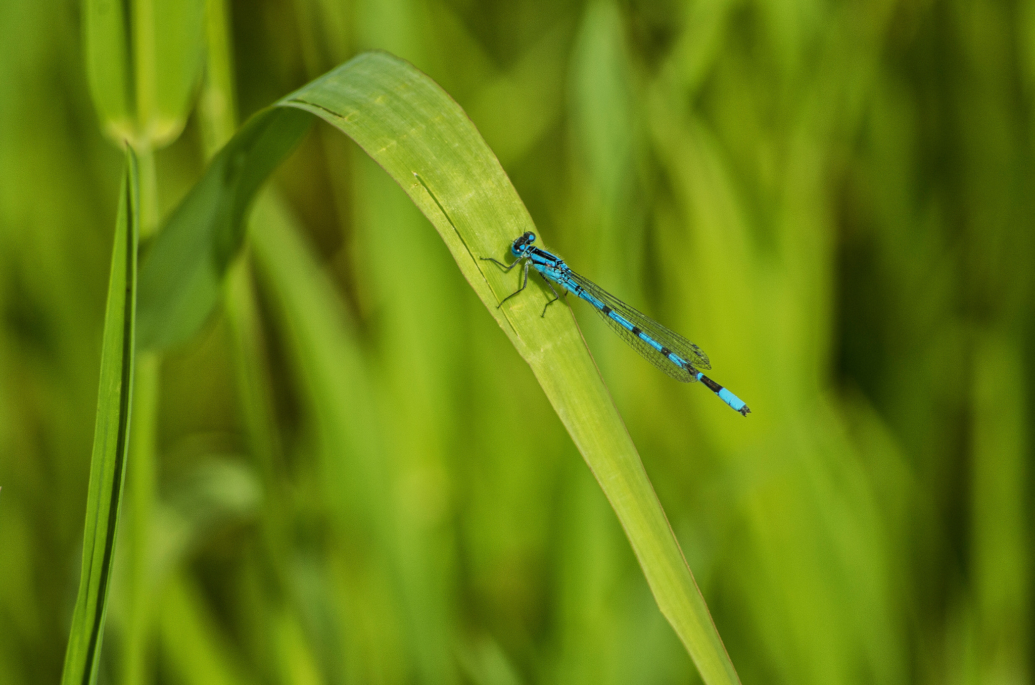 Pentax smc DA 55-300mm F4.0-5.8 ED sample photo. Dragonfly photography