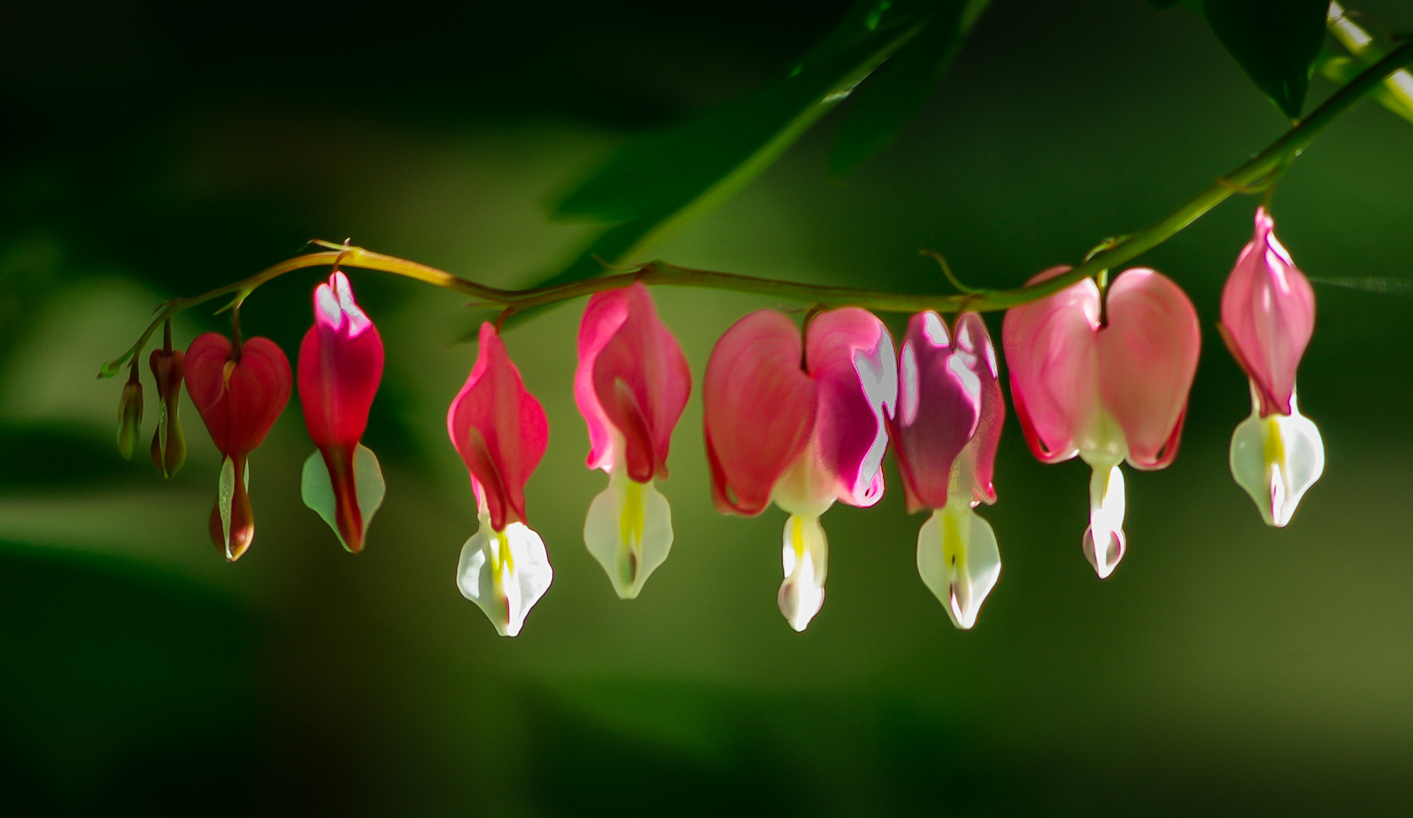 smc PENTAX-DA L 55-300mm F4-5.8 ED sample photo. Diamonds of the garden photography