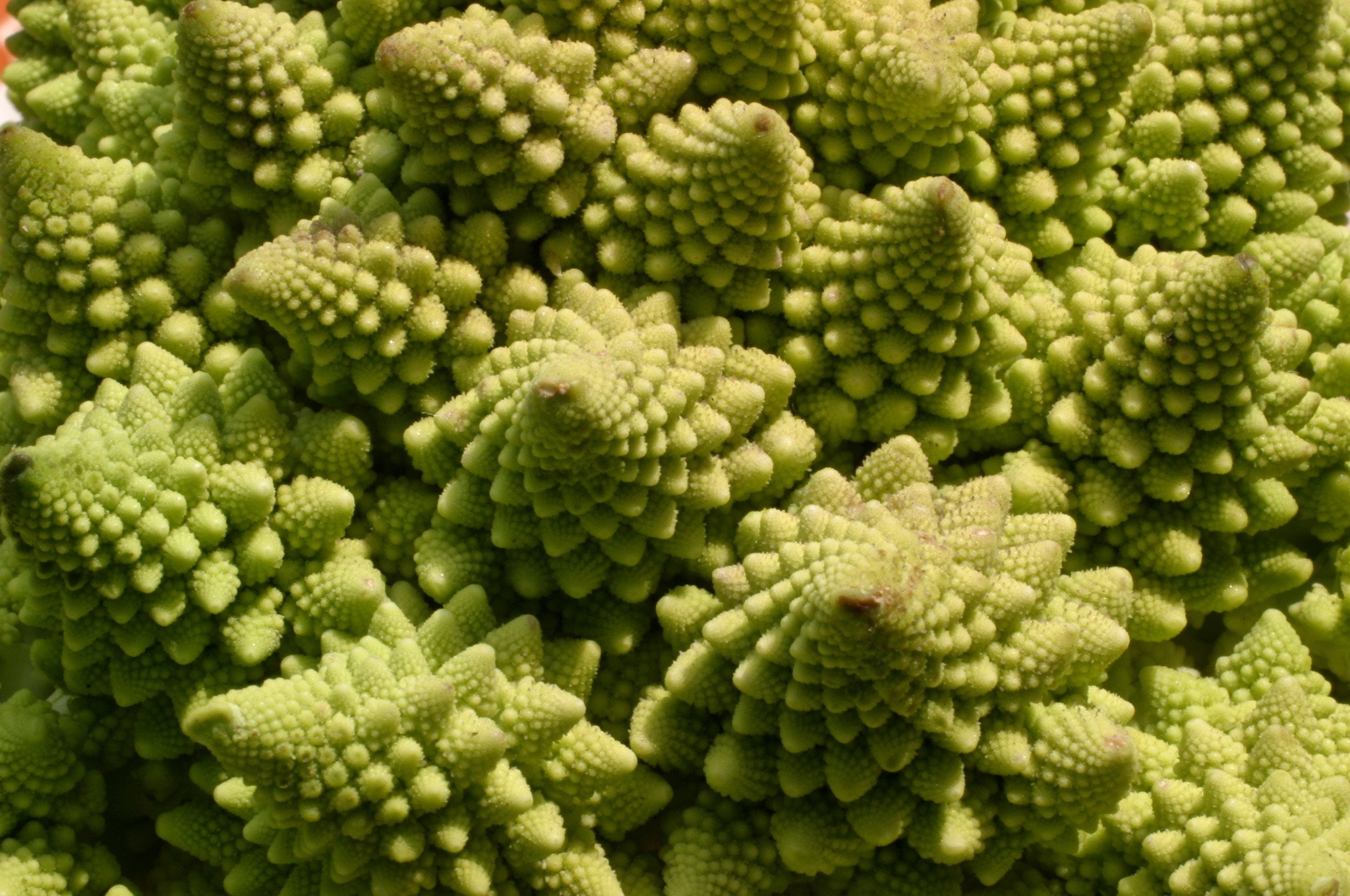 Canon EOS D60 sample photo. Romanesque brocolli/cauliflower (romicia) closeup photography