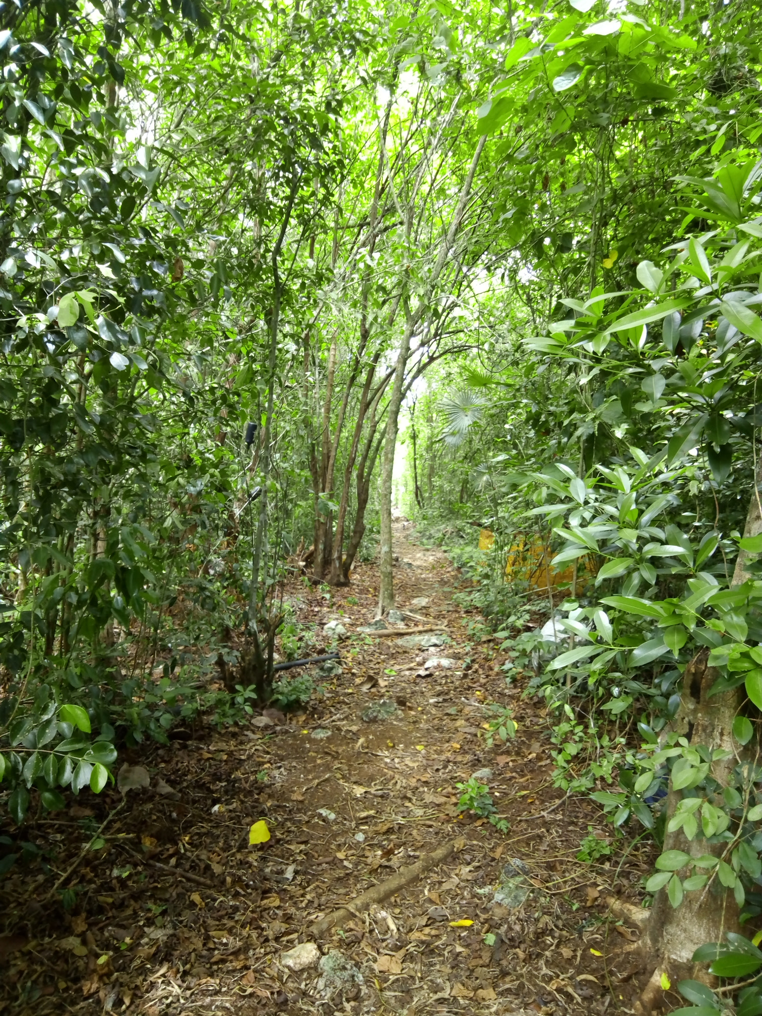 ZTE BLADE V6 sample photo