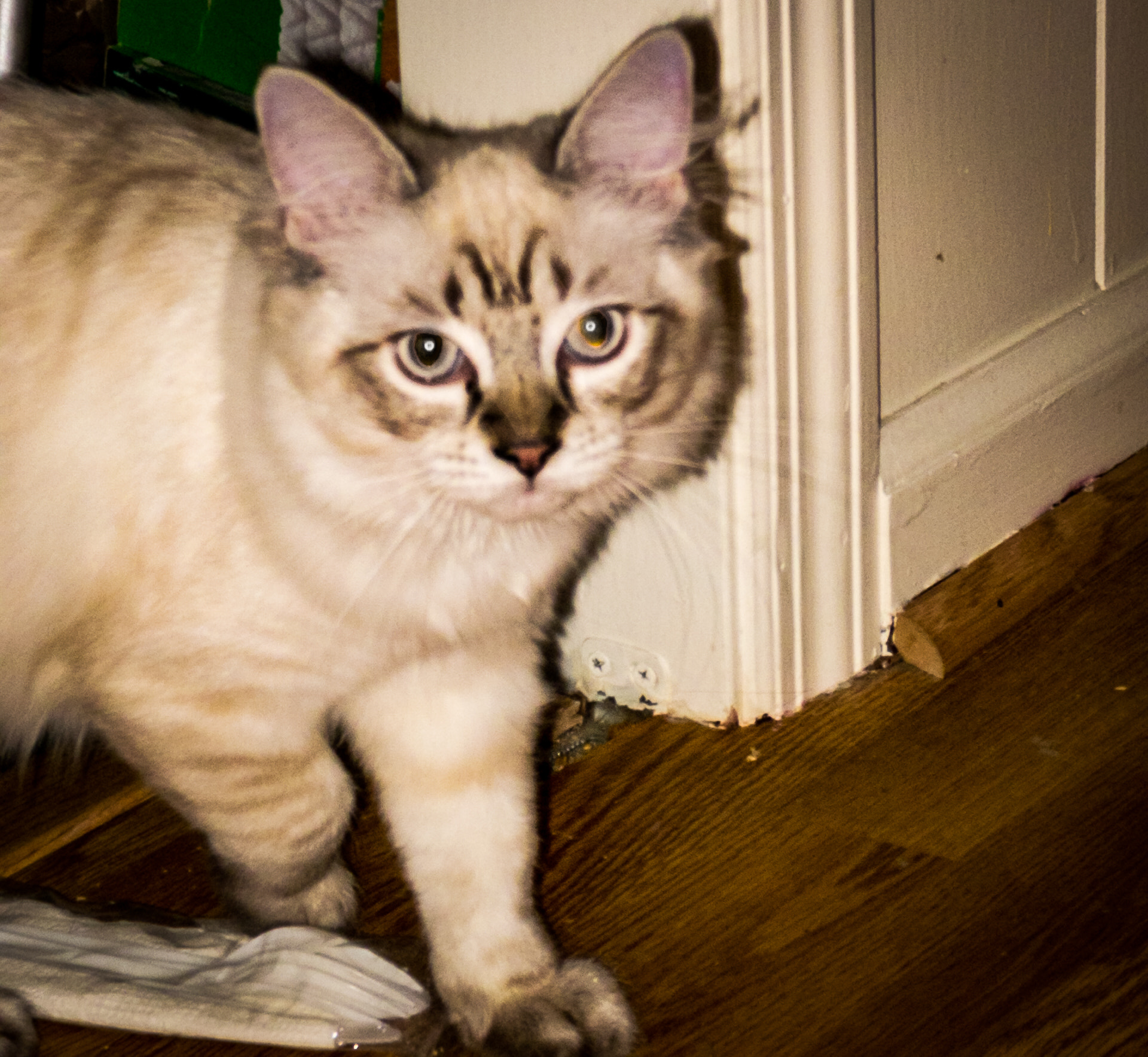 Pentax OPTIO S60 sample photo. Pics photography