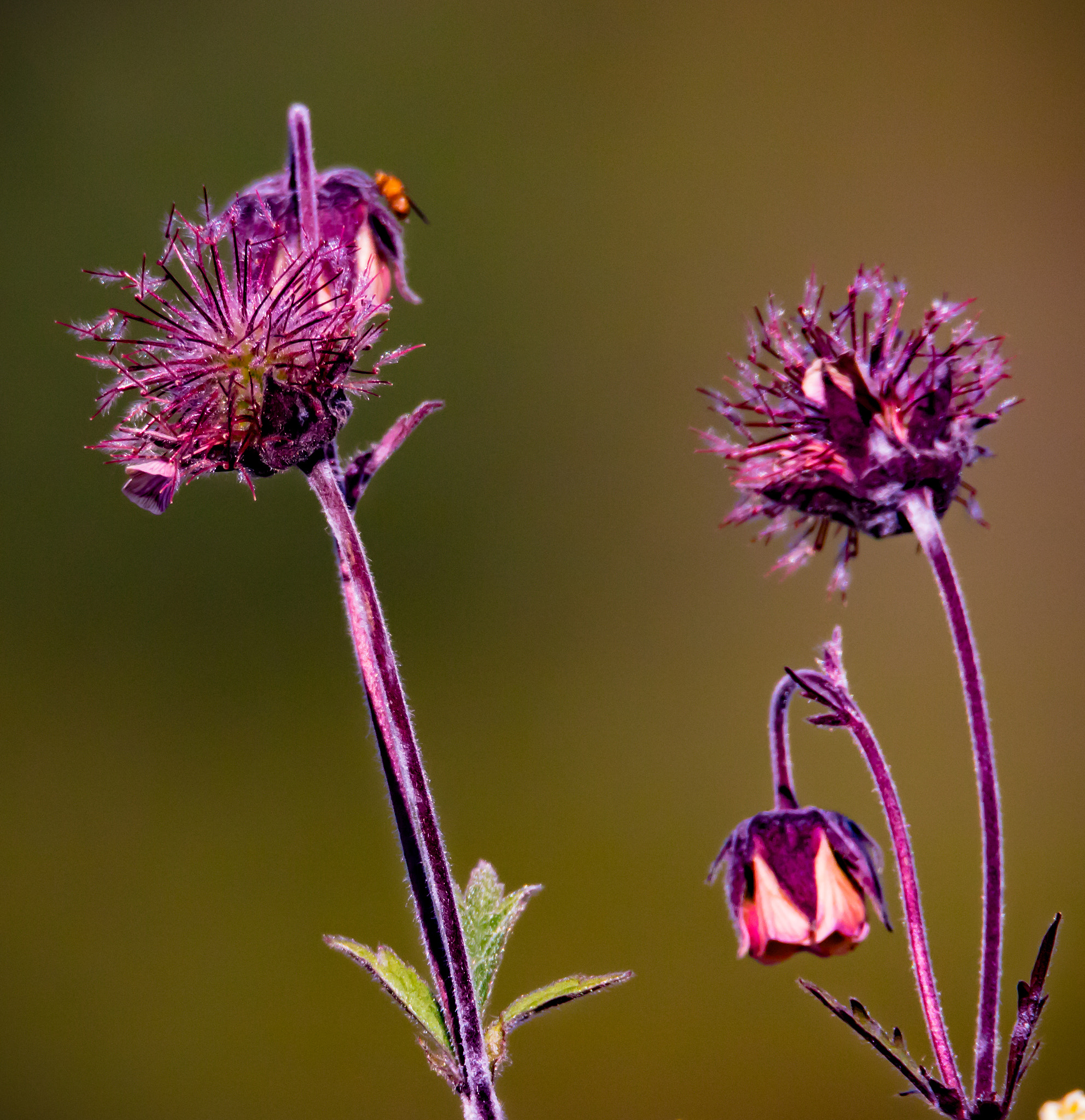 Tamron SP 150-600mm F5-6.3 Di VC USD sample photo. Colorful photography