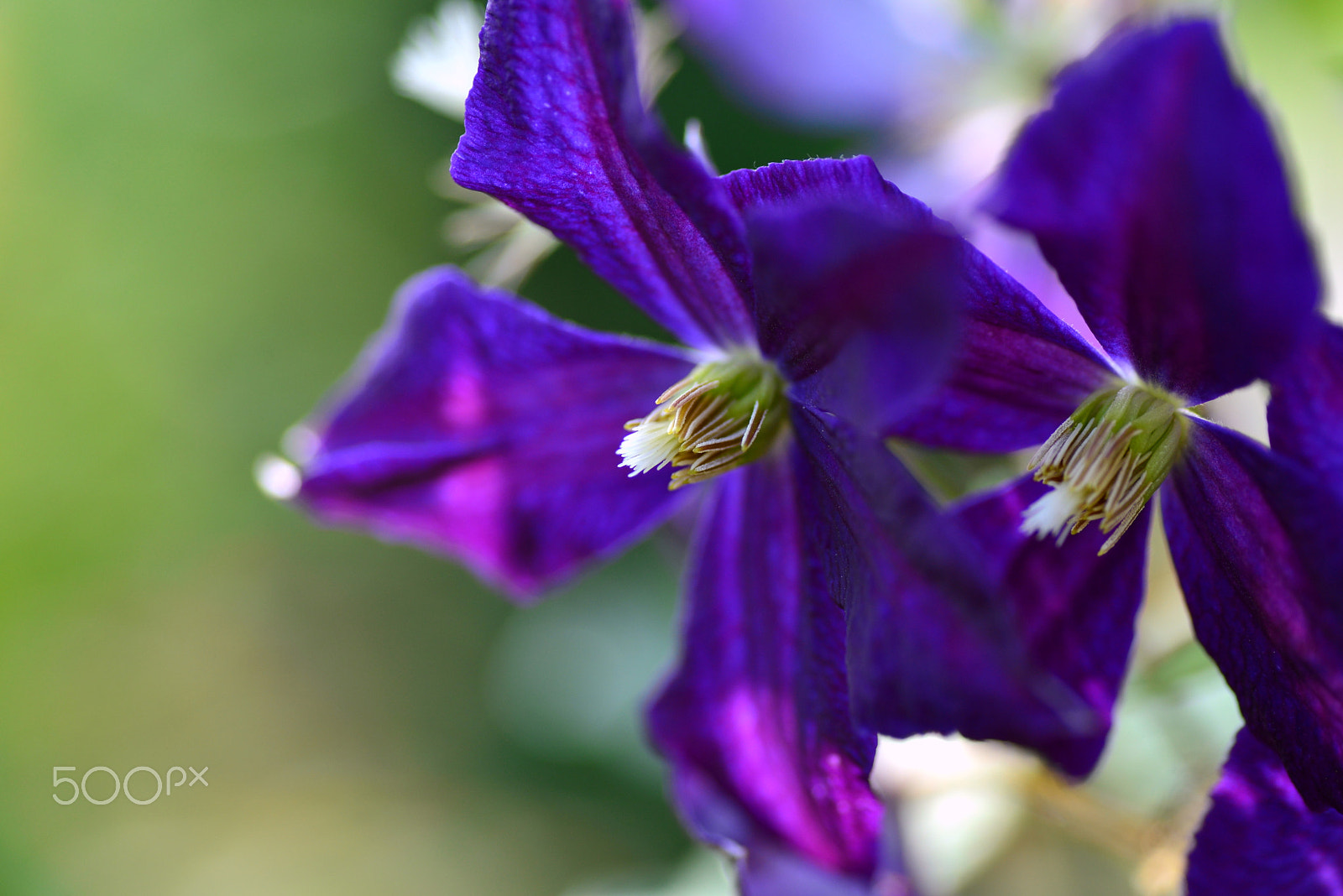 Nikon D600 sample photo. Blue purple photography