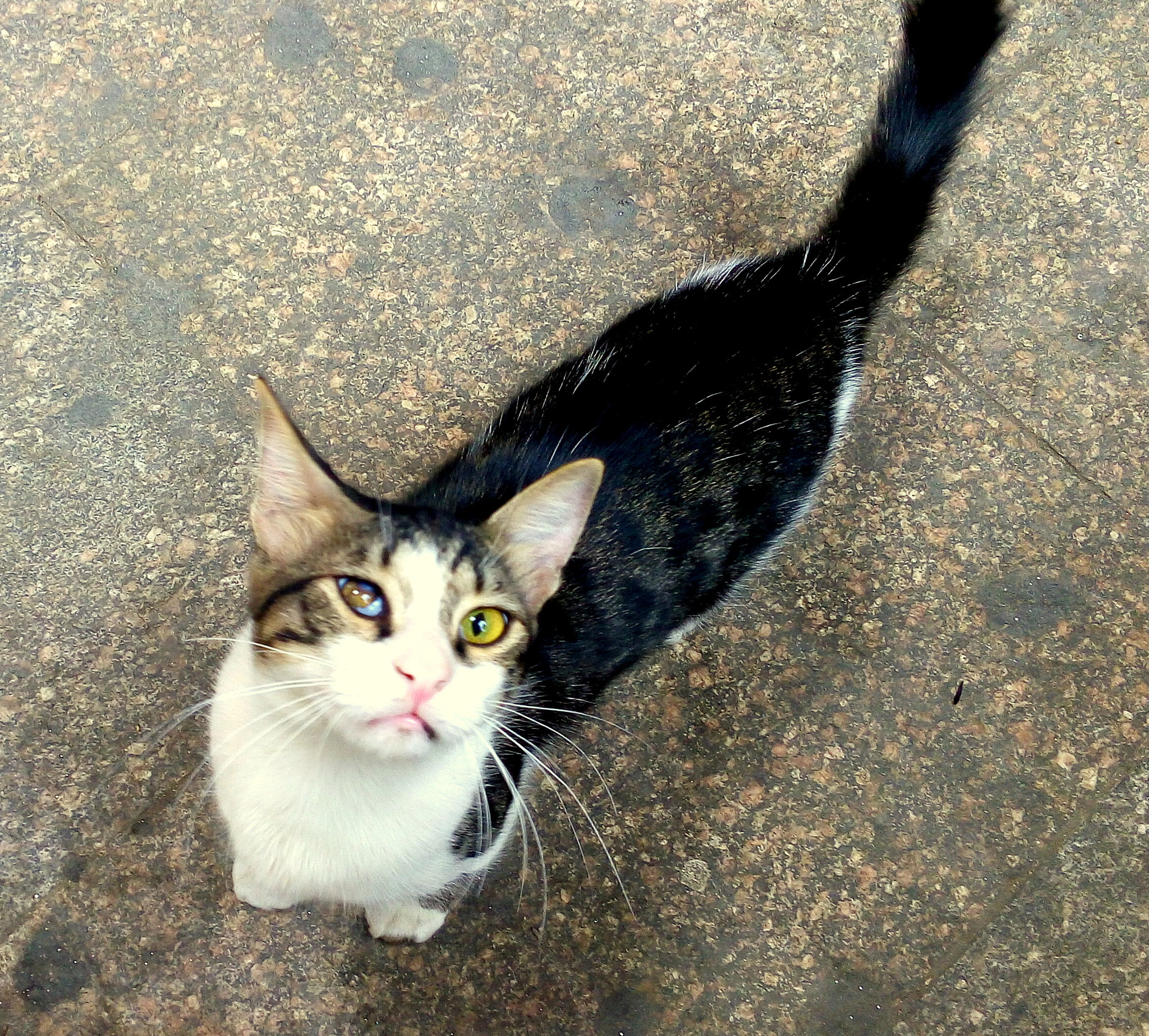 LG G4 STYLUS sample photo. Its eyes❤ photography