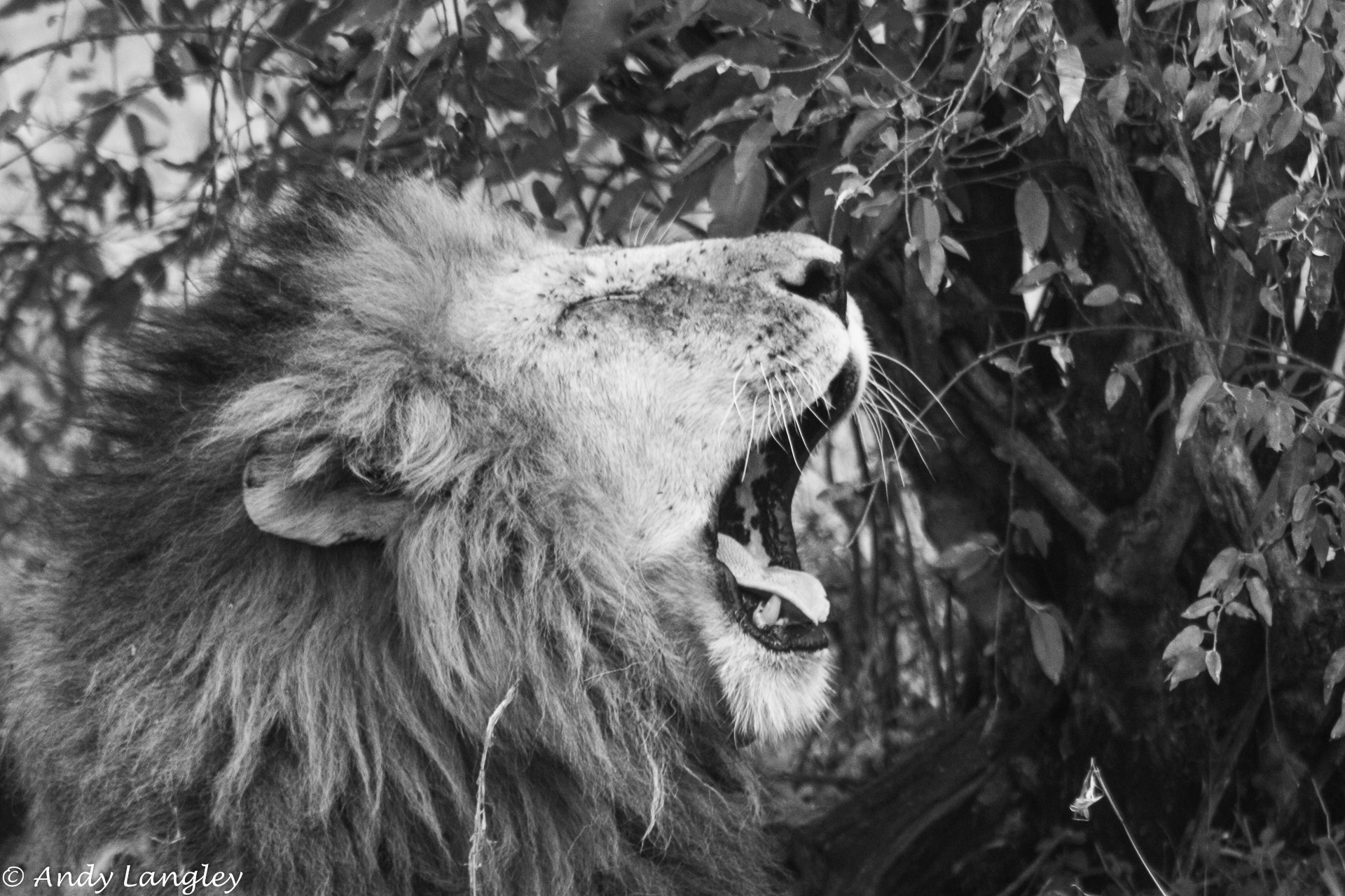 Canon EOS 450D (EOS Rebel XSi / EOS Kiss X2) + Canon EF 75-300mm f/4-5.6 USM sample photo. Tired old lion, maasai mara, kenya photography