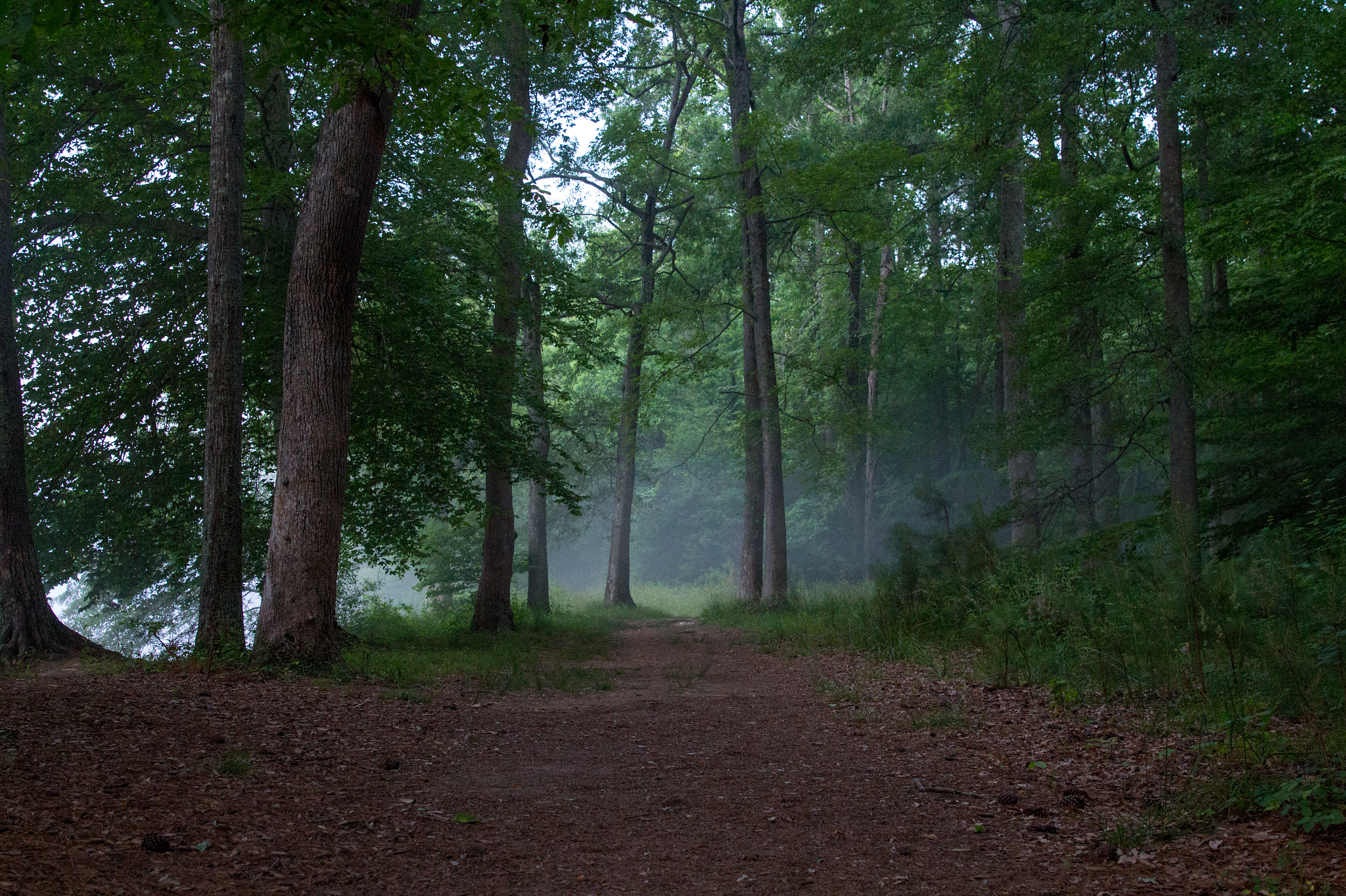 Canon EOS 650D (EOS Rebel T4i / EOS Kiss X6i) sample photo. Misty morning trail photography