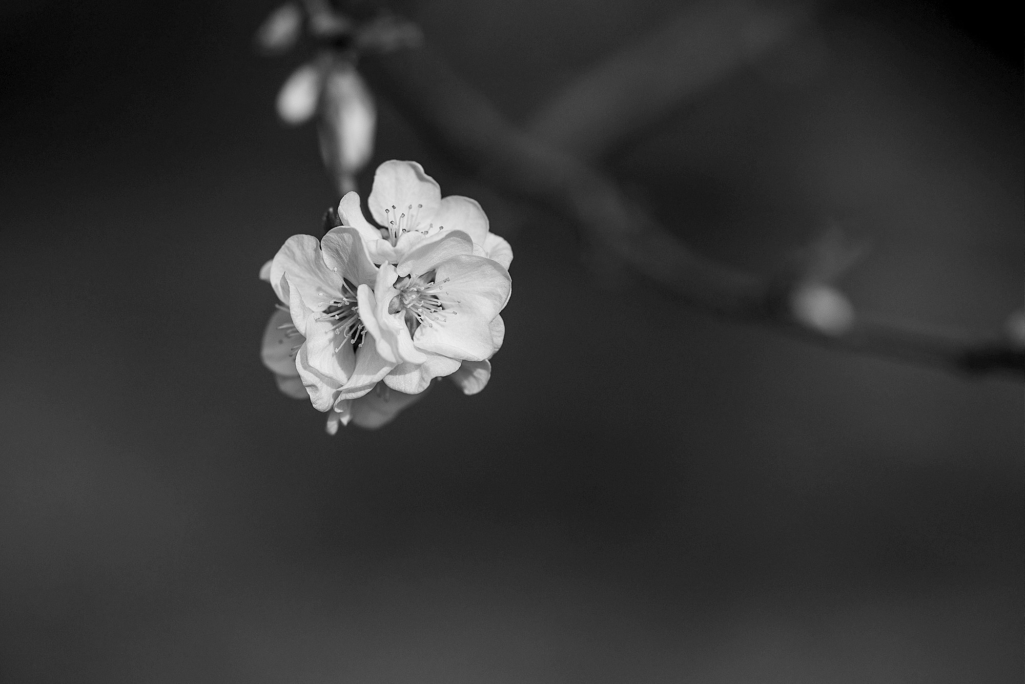 Voigtlander Macro APO-Lanthar 125mm F2.5 SL sample photo. Peach blossom photography