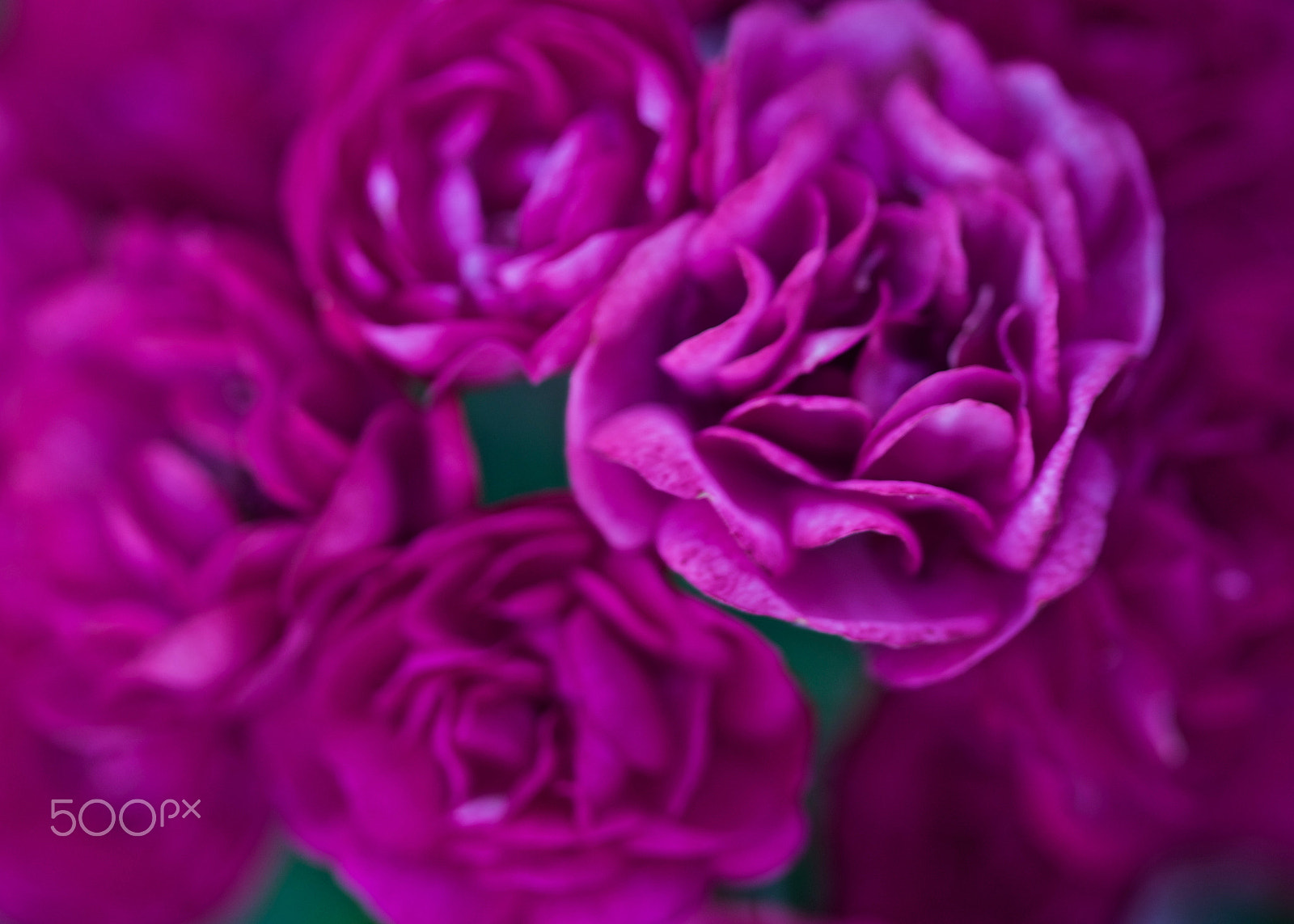 Canon EOS 100D (EOS Rebel SL1 / EOS Kiss X7) sample photo. Roses from a garden photography