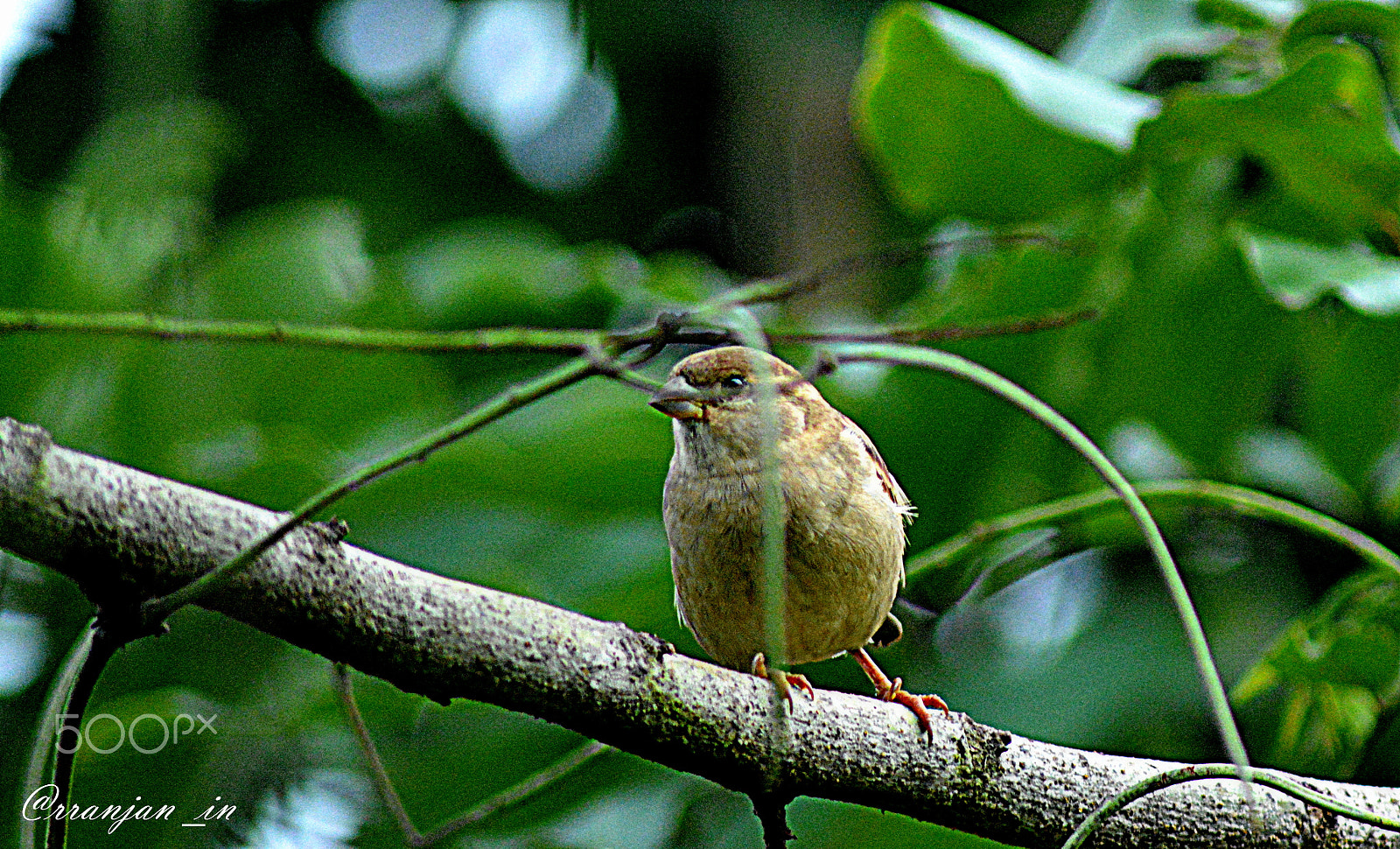 Nikon AF Nikkor 70-300mm F4-5.6G sample photo. Little bird photography