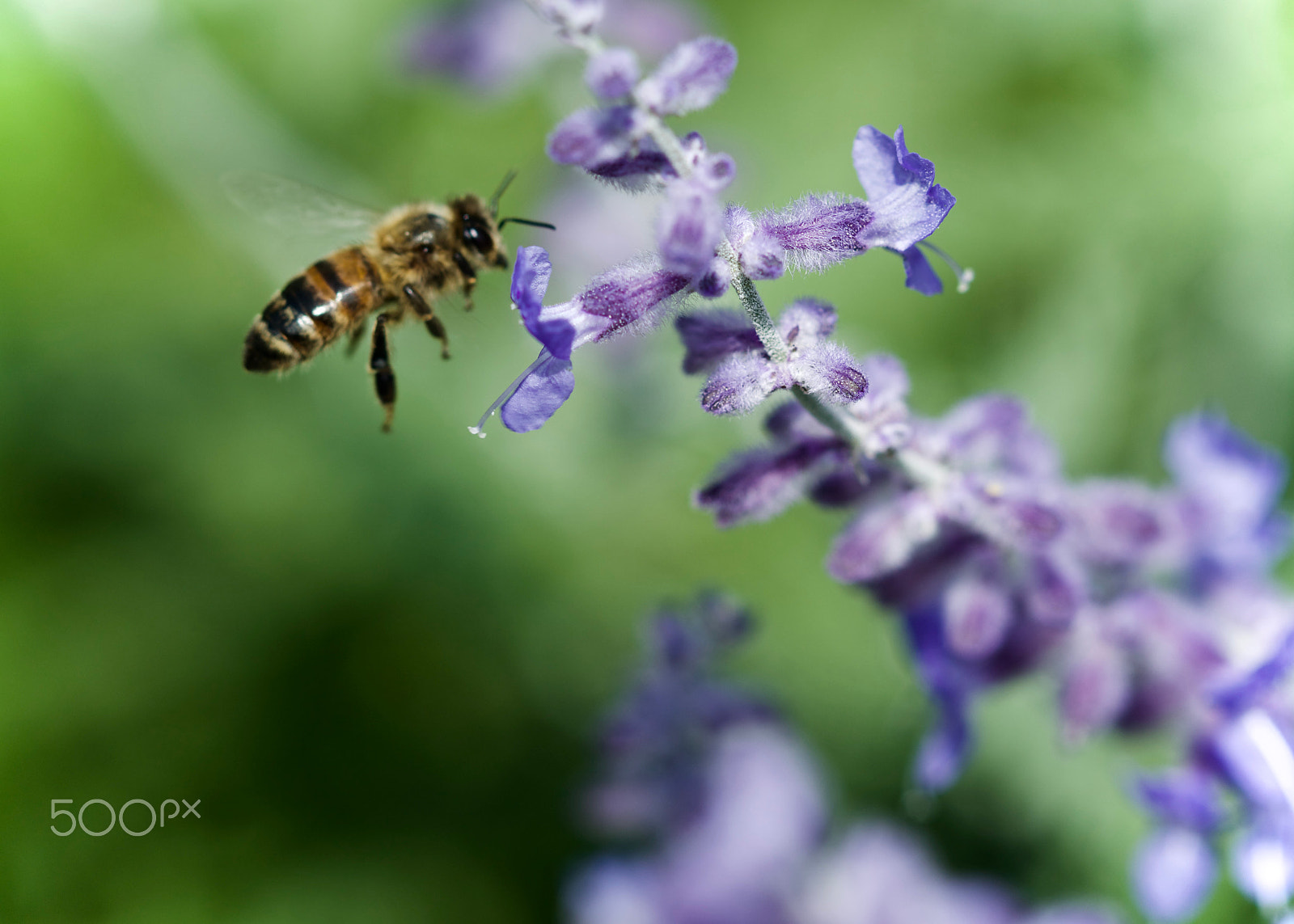 Canon EOS 100D (EOS Rebel SL1 / EOS Kiss X7) sample photo. Bees on russian sage. photography