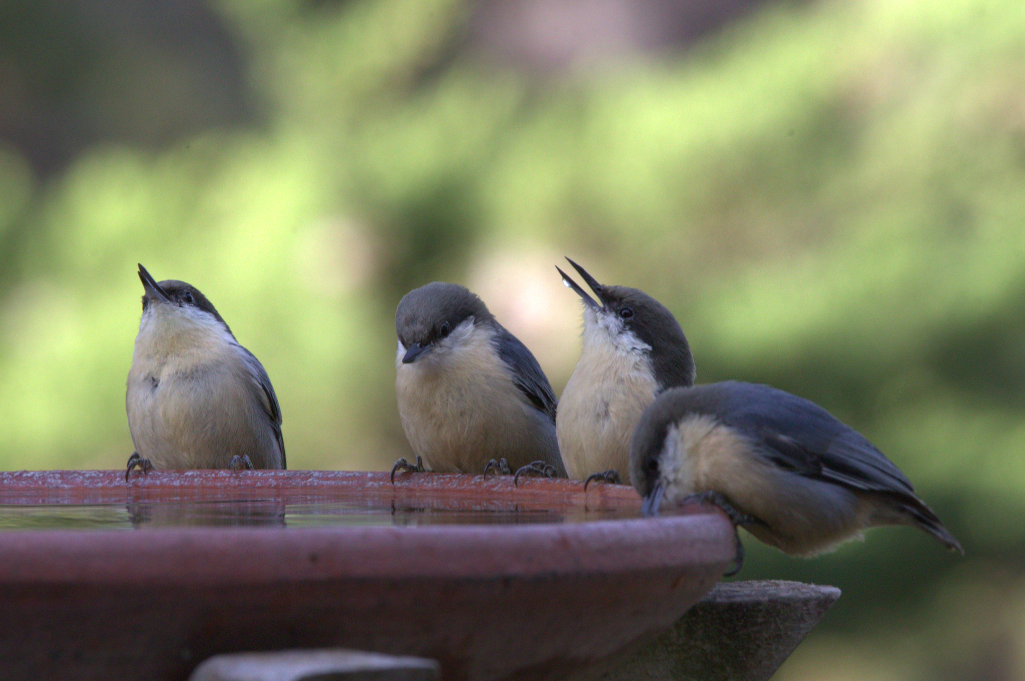 Canon EOS 6D + Canon EF 70-200mm F2.8L IS II USM sample photo. Nuthatch bath time photography