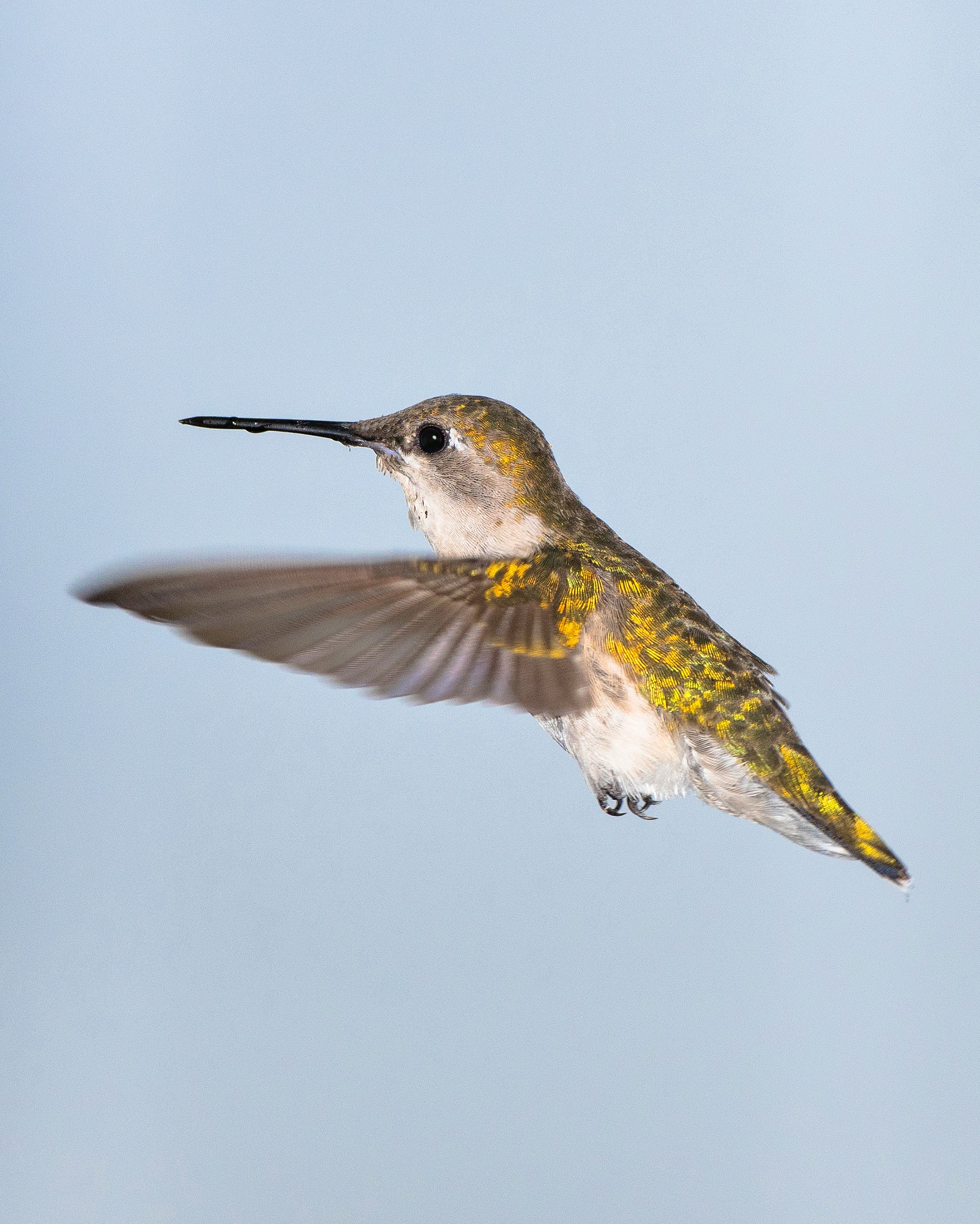 Nikon AF-S Nikkor 500mm F4D ED-IF II sample photo. Wet beak photography