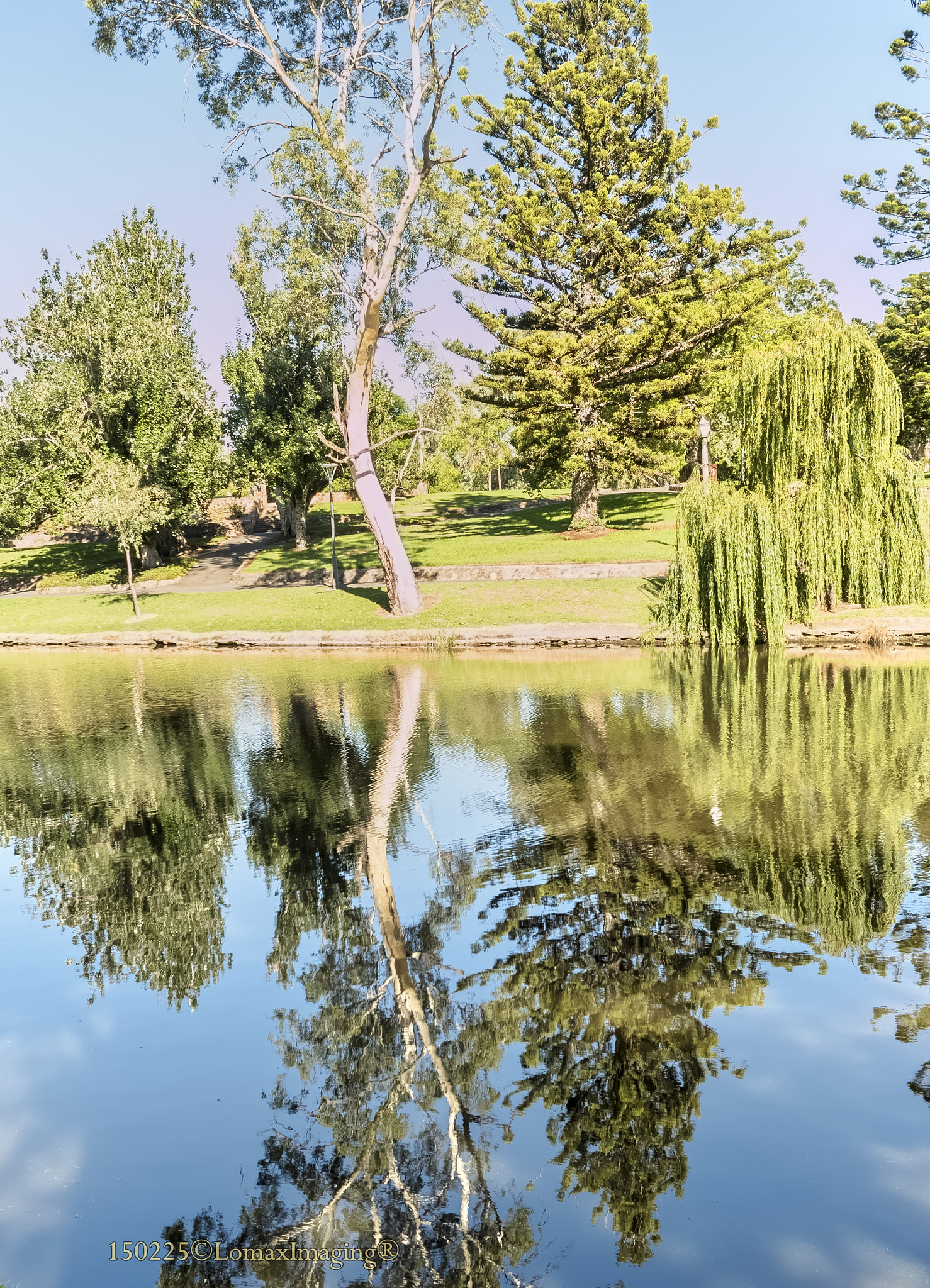 Panasonic Lumix DMC-GH4 + Olympus M.Zuiko Digital 17mm F1.8 sample photo. Trees reflection photography