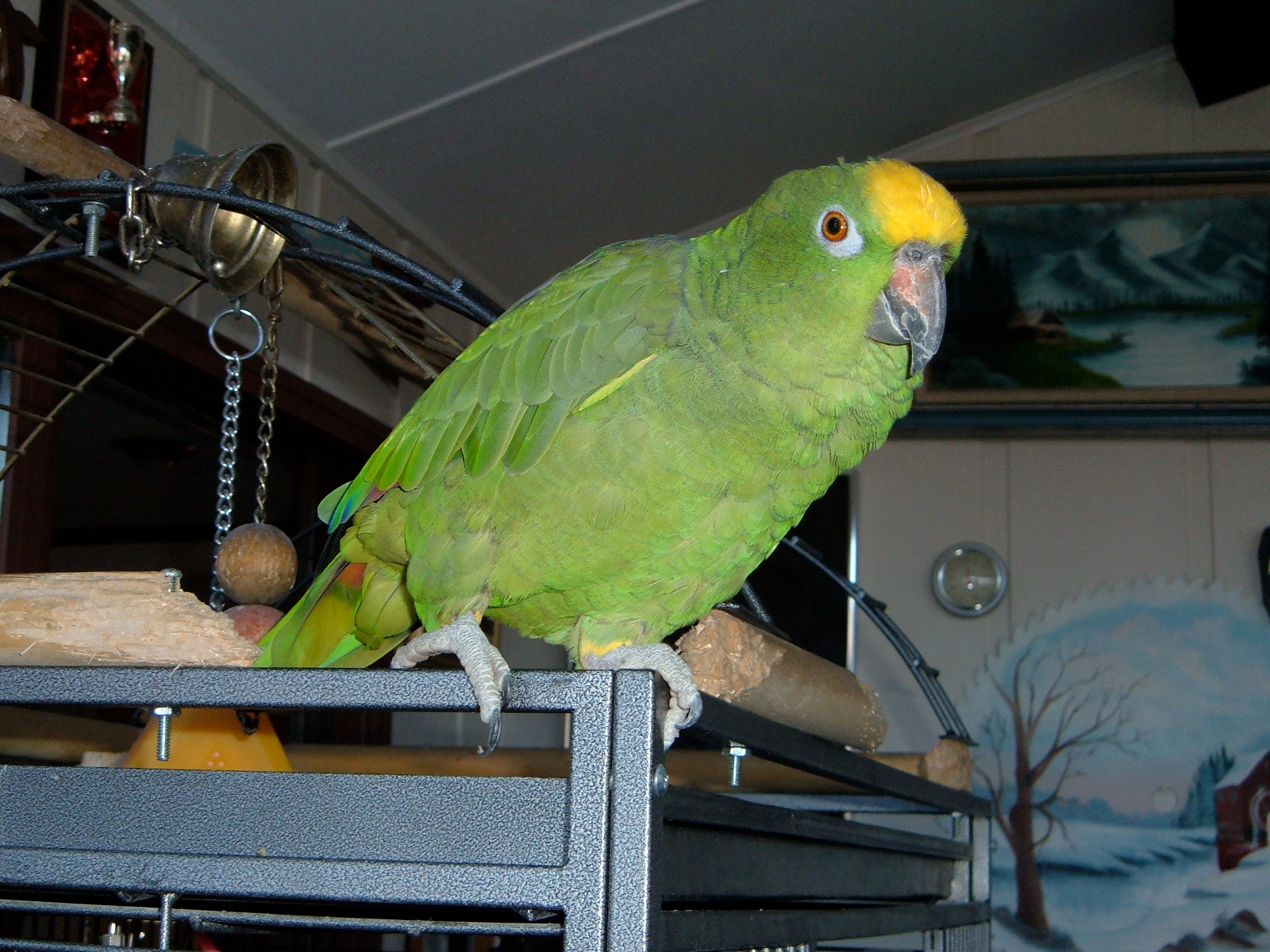 Fujifilm FinePix A340 sample photo. Sam the parrot photography