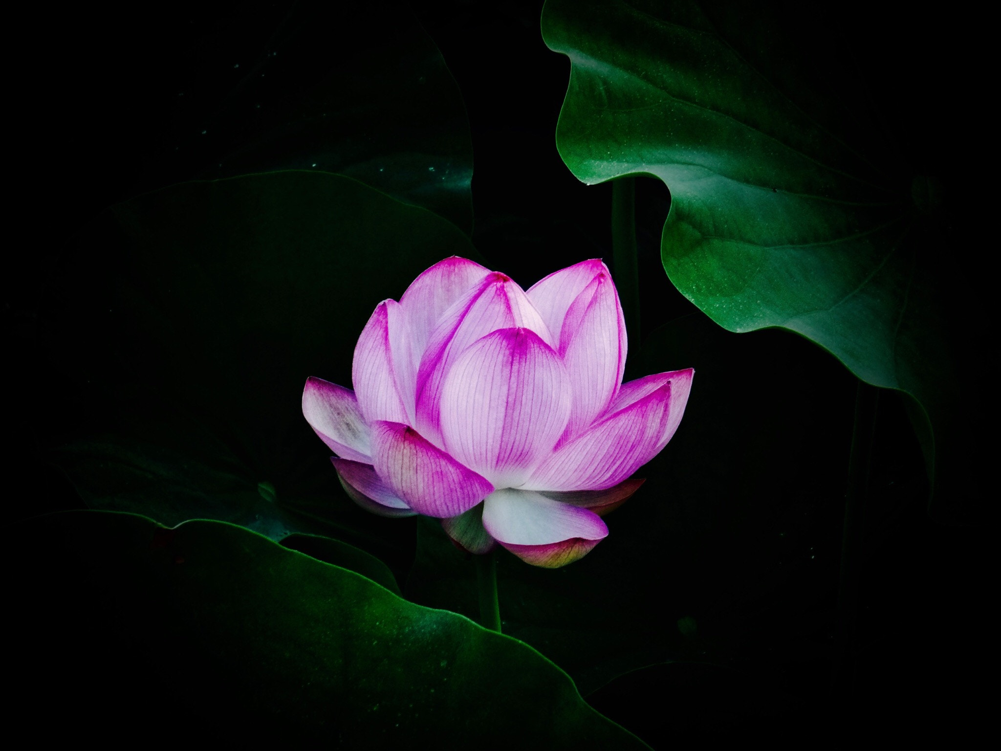 Panasonic DMC-FX60 sample photo. Lotus photography