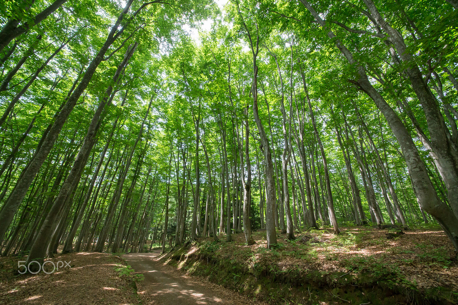 Sigma 12-24mm F4.5-5.6 II DG HSM sample photo. Buna photography