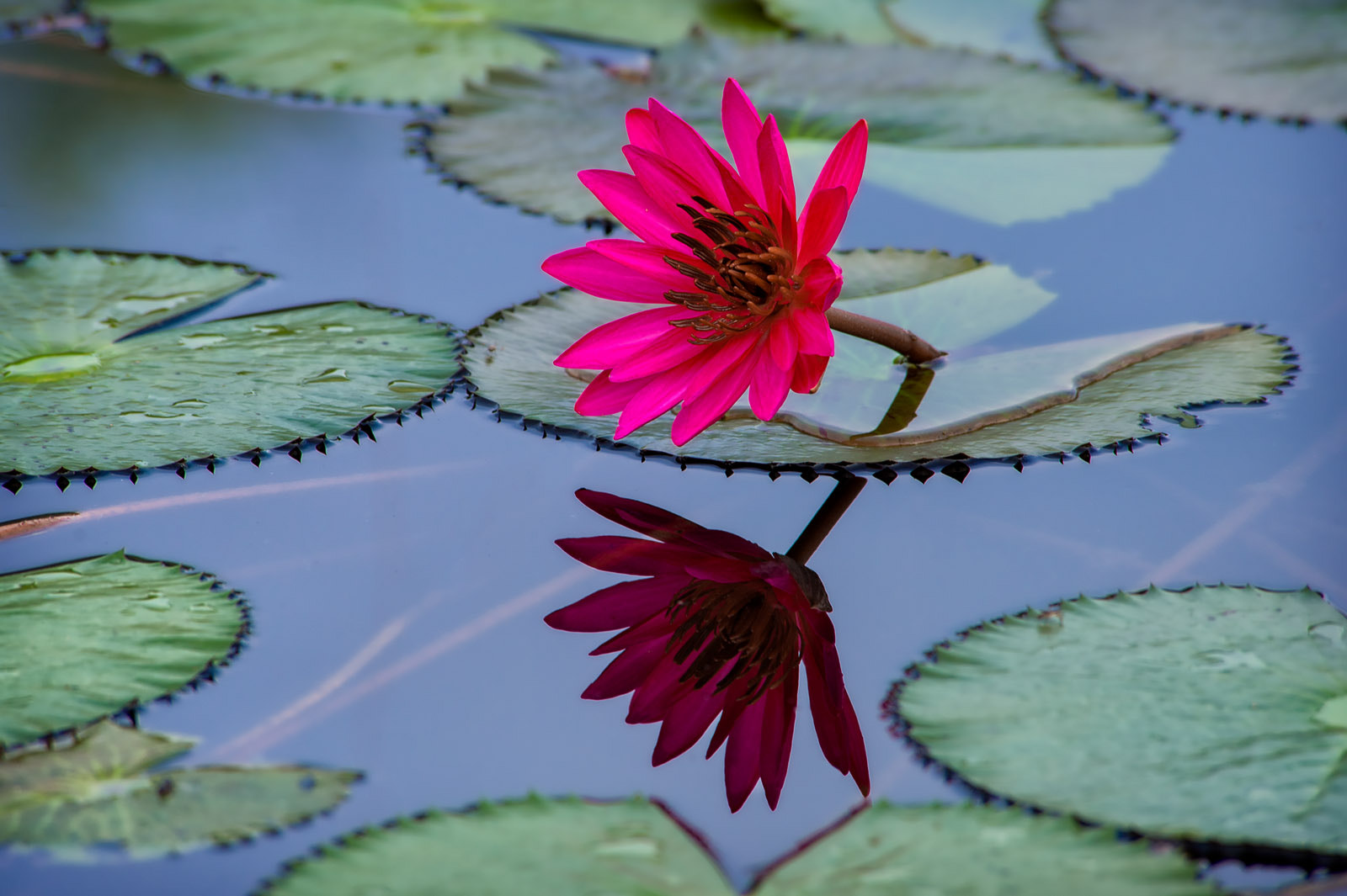 Nikon Df sample photo. Morning reflections in nakhon nayok, thailand photography