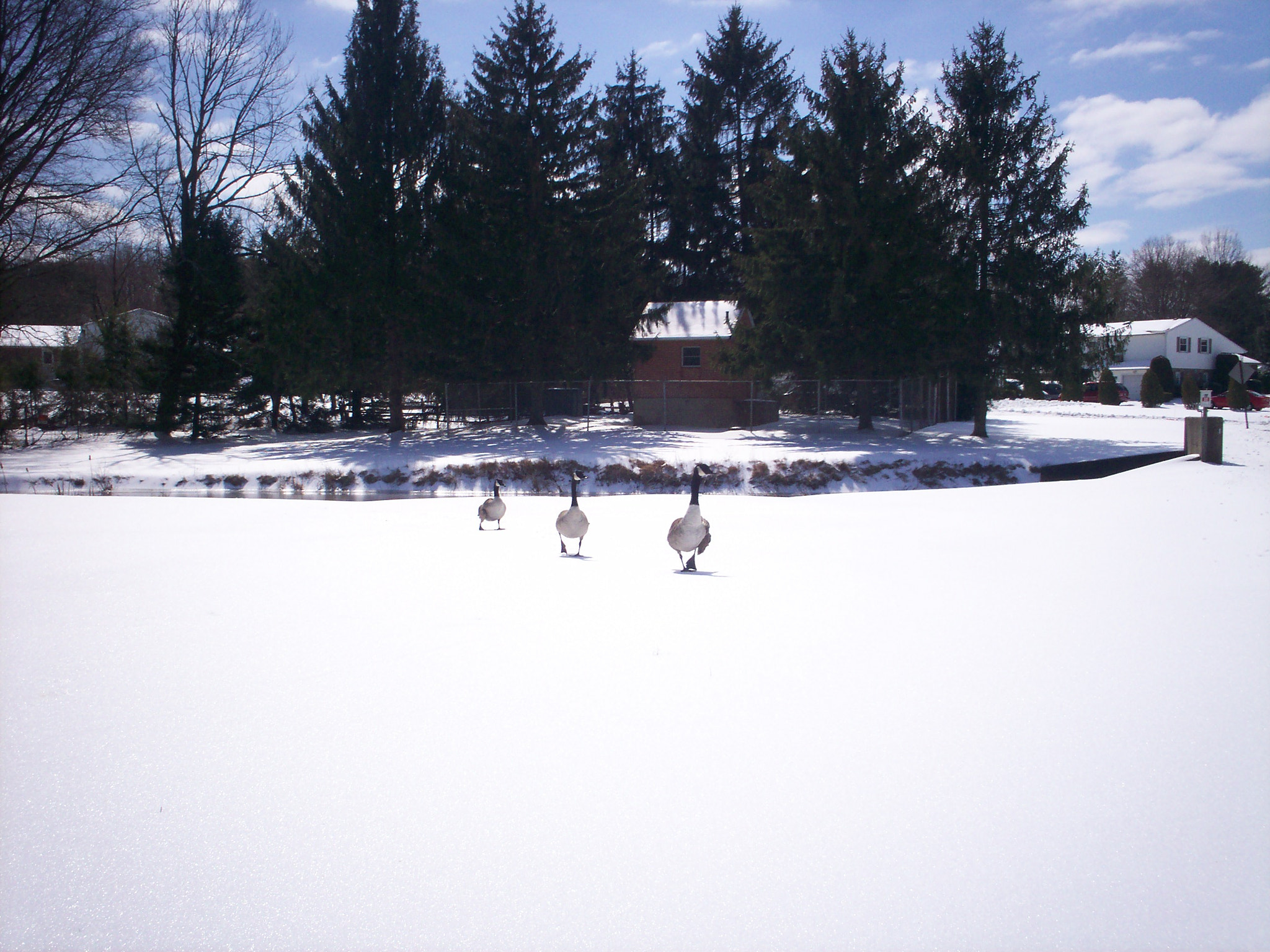 Kodak EASYSHARE C315 DIGITAL CAMERA sample photo. Running geese photography