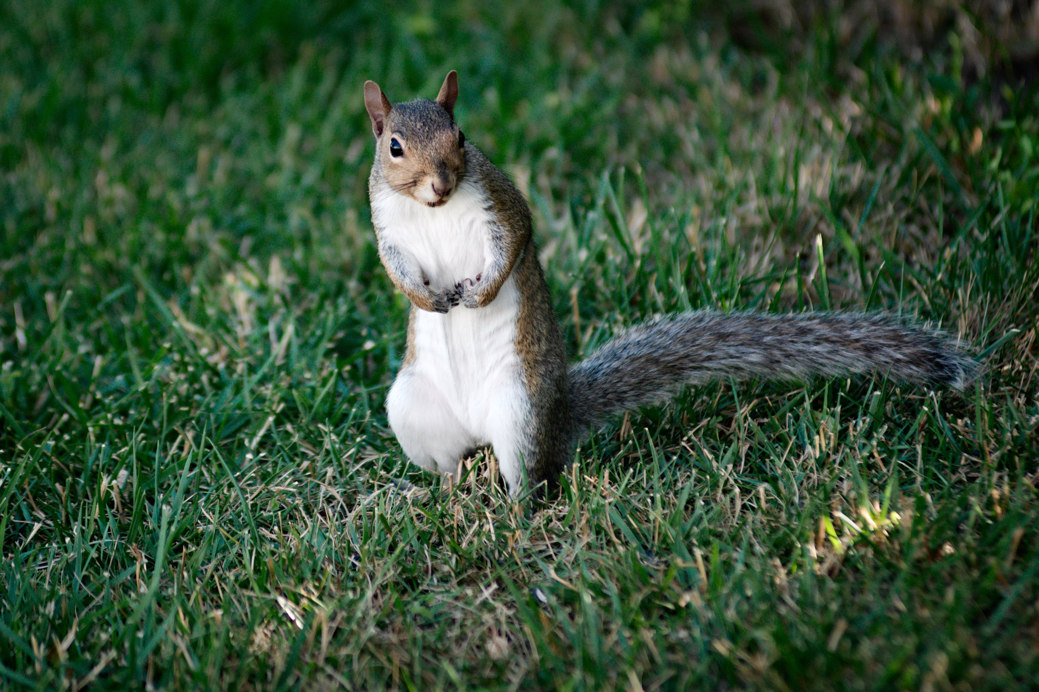 Nikon D800 + AF Zoom-Nikkor 80-200mm f/2.8 ED sample photo. Young squirrel photography