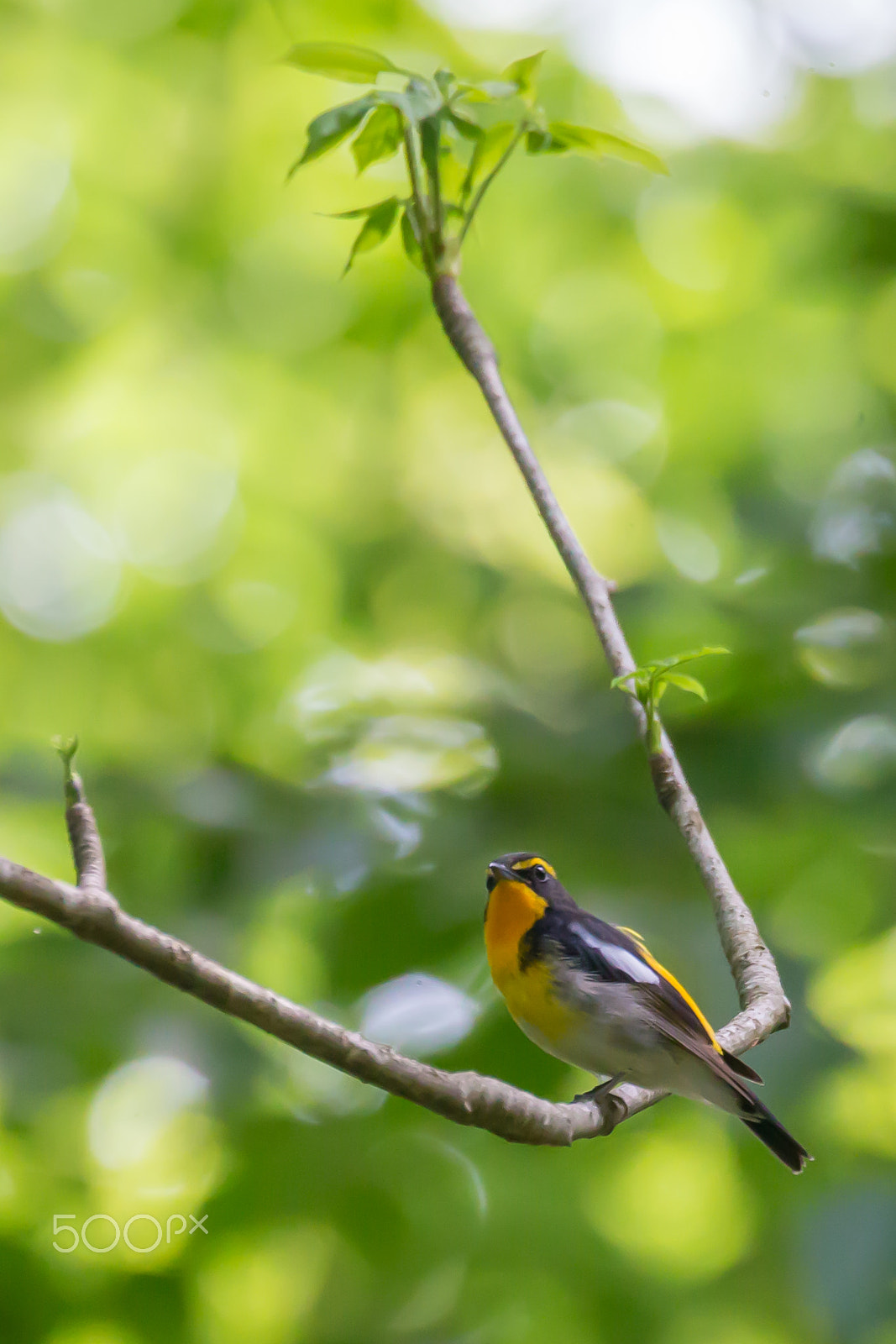 Canon EOS-1D X sample photo. A natural swing photography