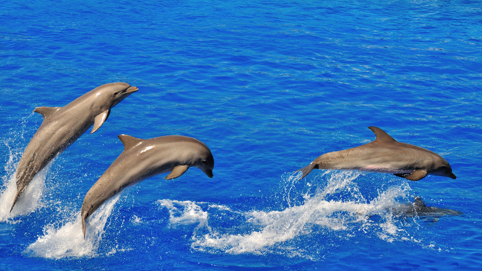 Sigma 18-250mm F3.5-6.3 DC Macro OS HSM sample photo. Swimming gang photography