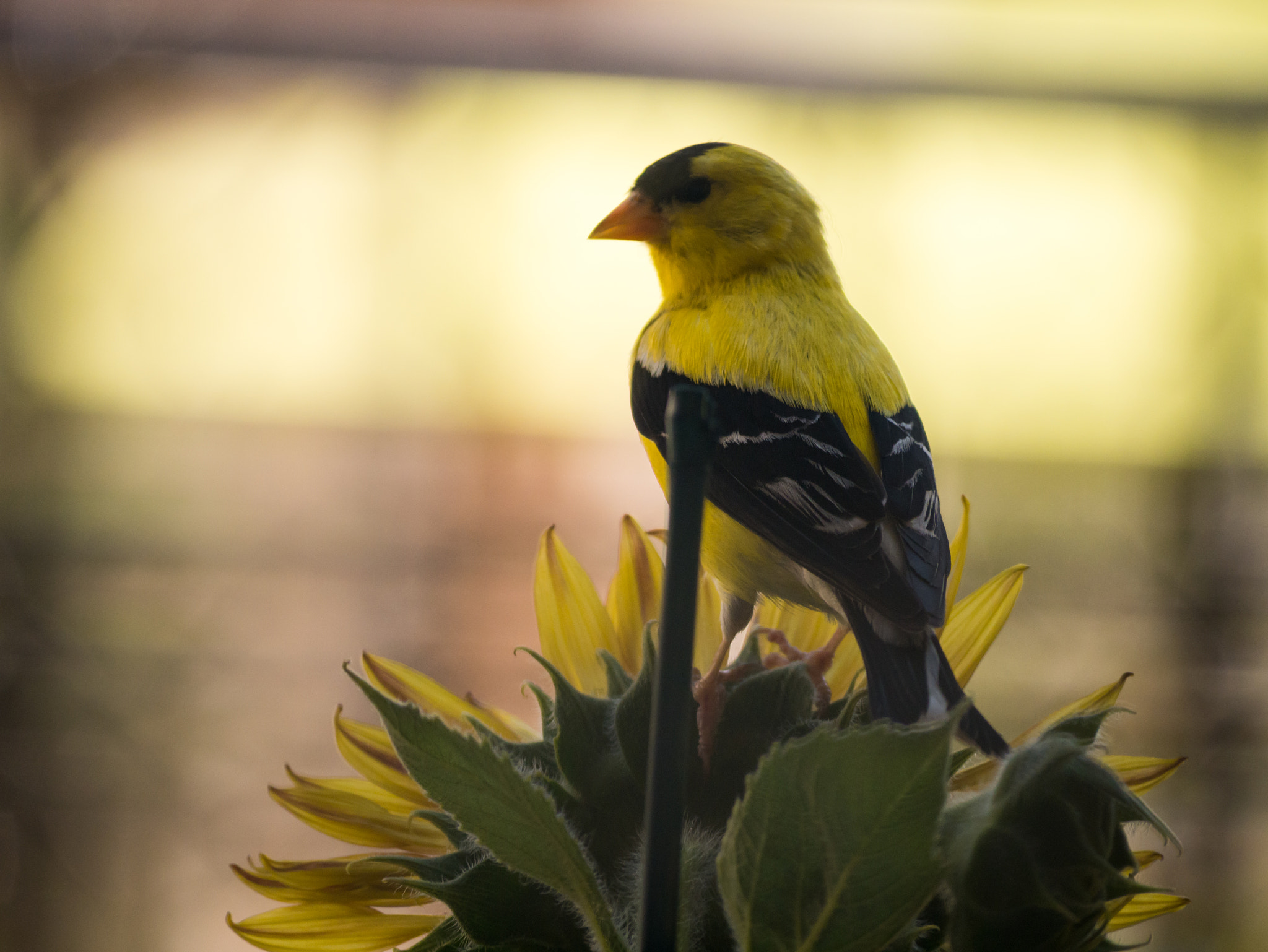 Panasonic Lumix DMC-GX7 sample photo. I love yellow food! photography