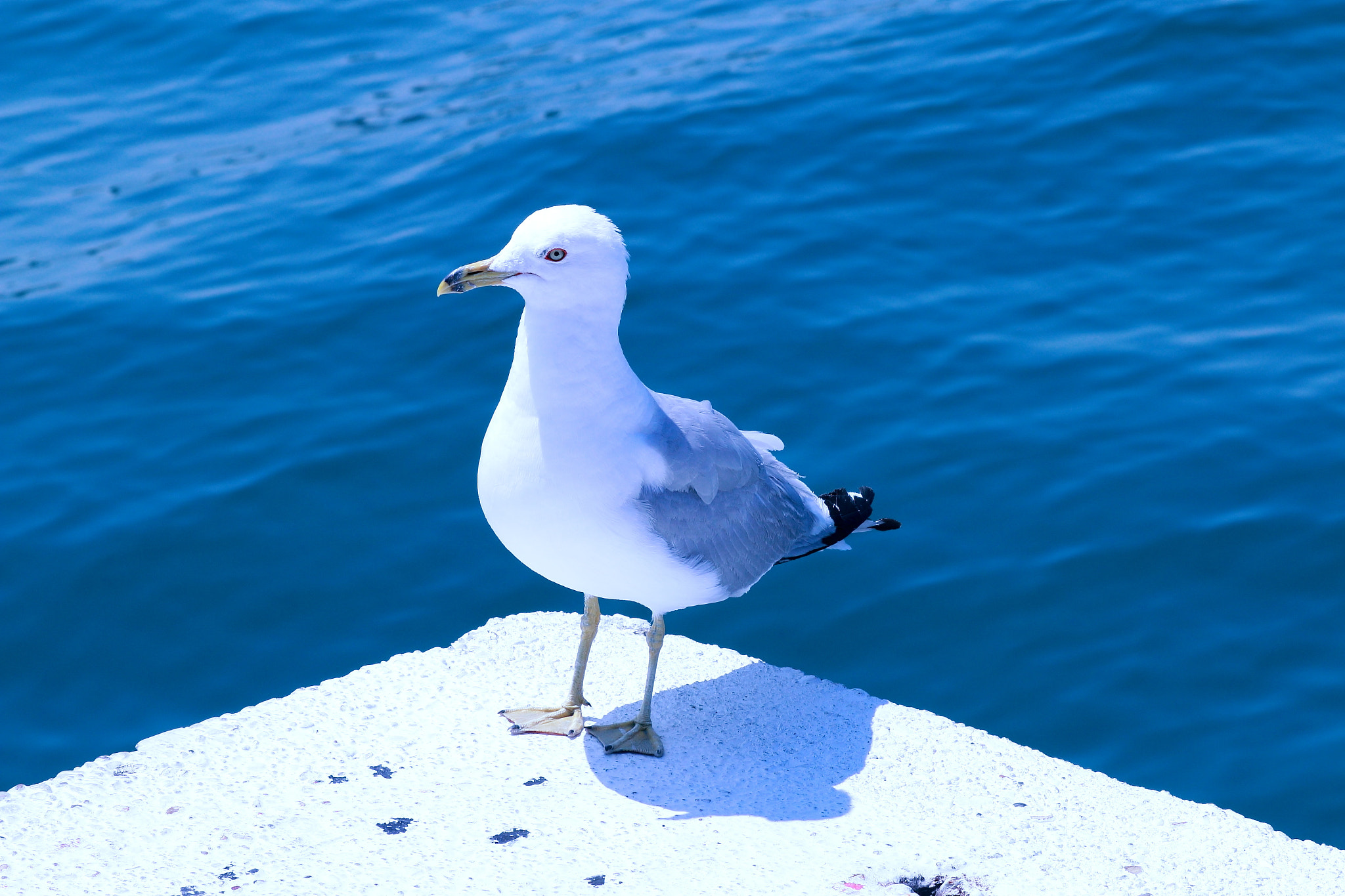 Canon EOS 70D + Canon EF 100mm F2.0 USM sample photo. Living on the edge : ) photography