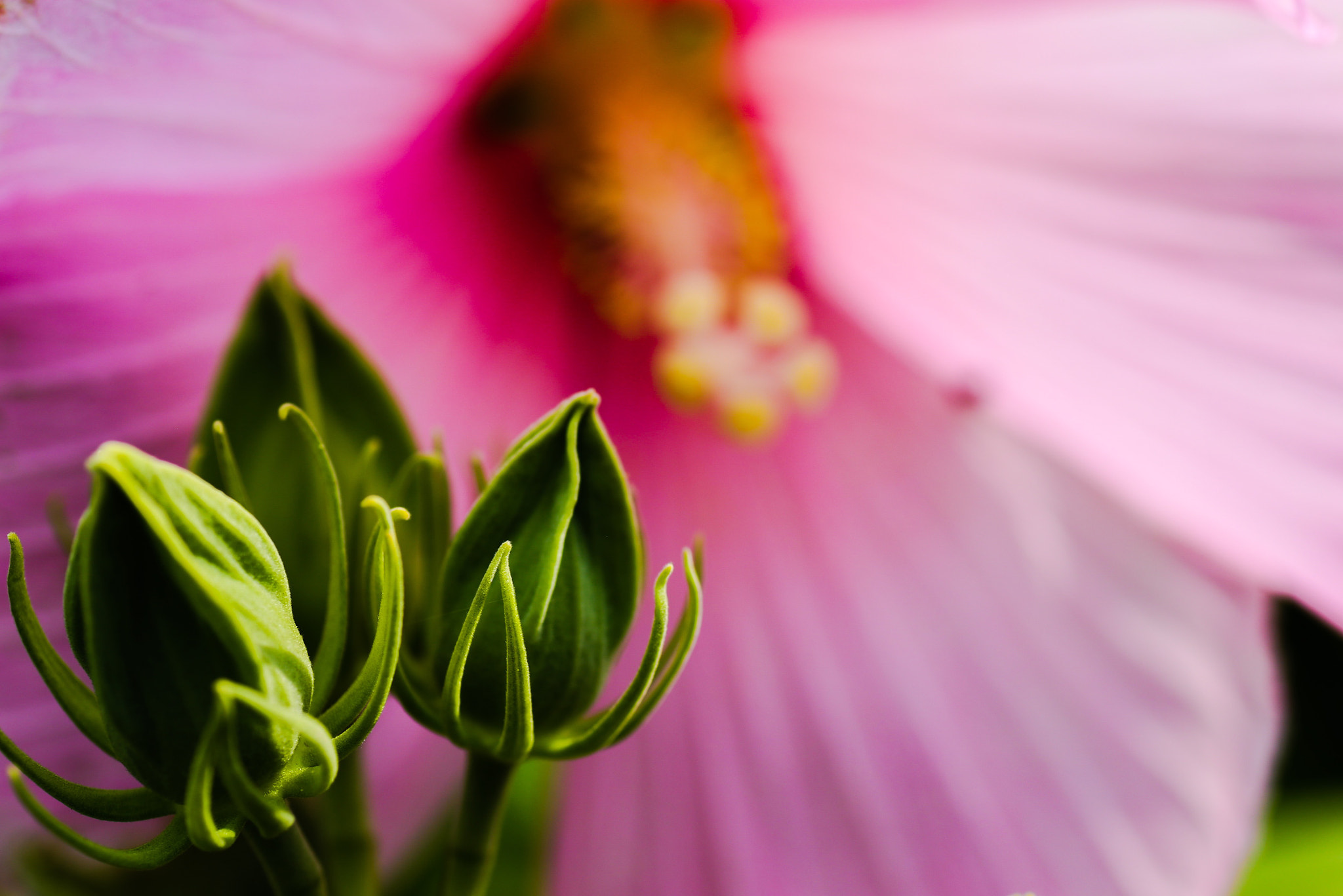 Canon 90mm sample photo. The darkest days can wait. photography