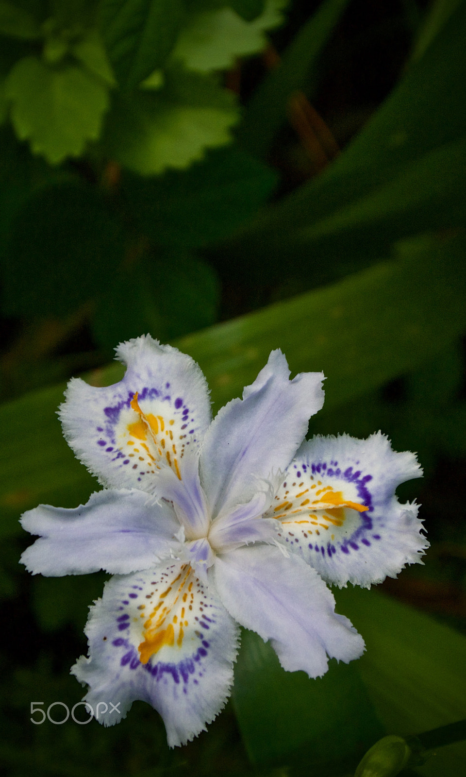 Nikon 1 J2 sample photo. Wild shaga iris photography